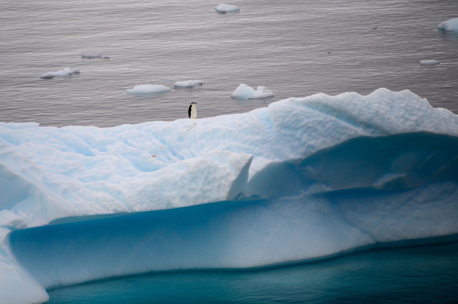 Nikon Z6 sample photo. Penguin, antarctica, cold photography