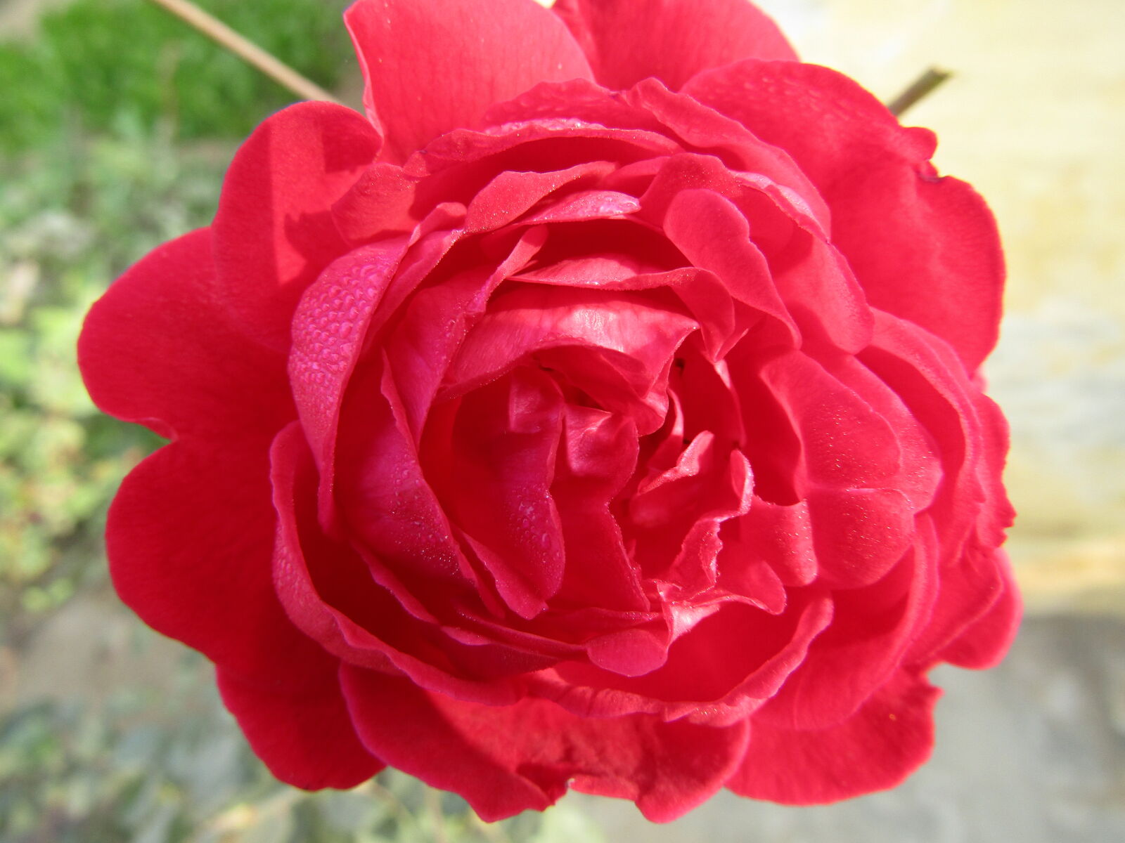 Canon PowerShot SX410 IS sample photo. Rose, roses, rosegold, prose photography