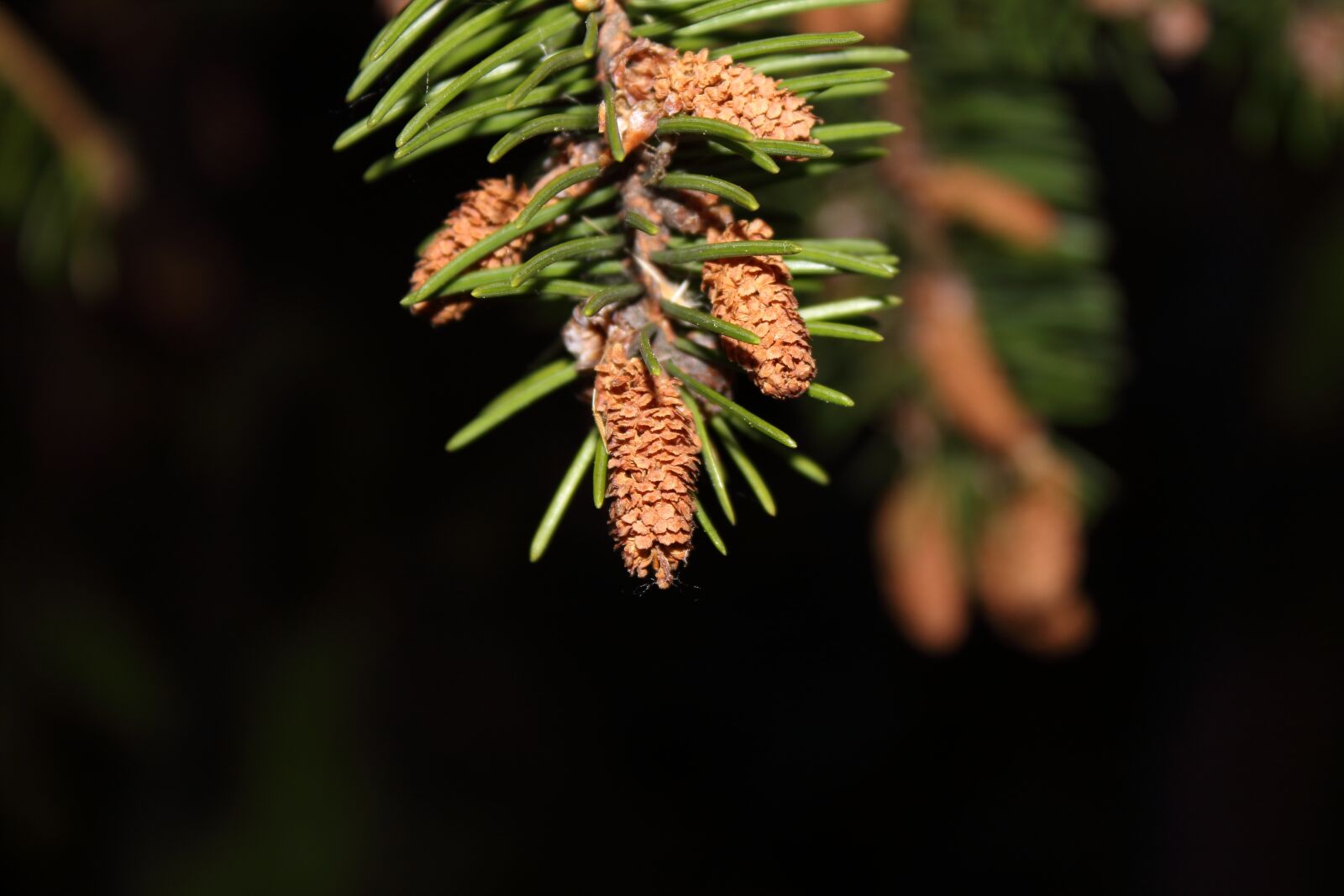 Canon EOS 1300D (EOS Rebel T6 / EOS Kiss X80) sample photo. Macro, spruce, needles photography
