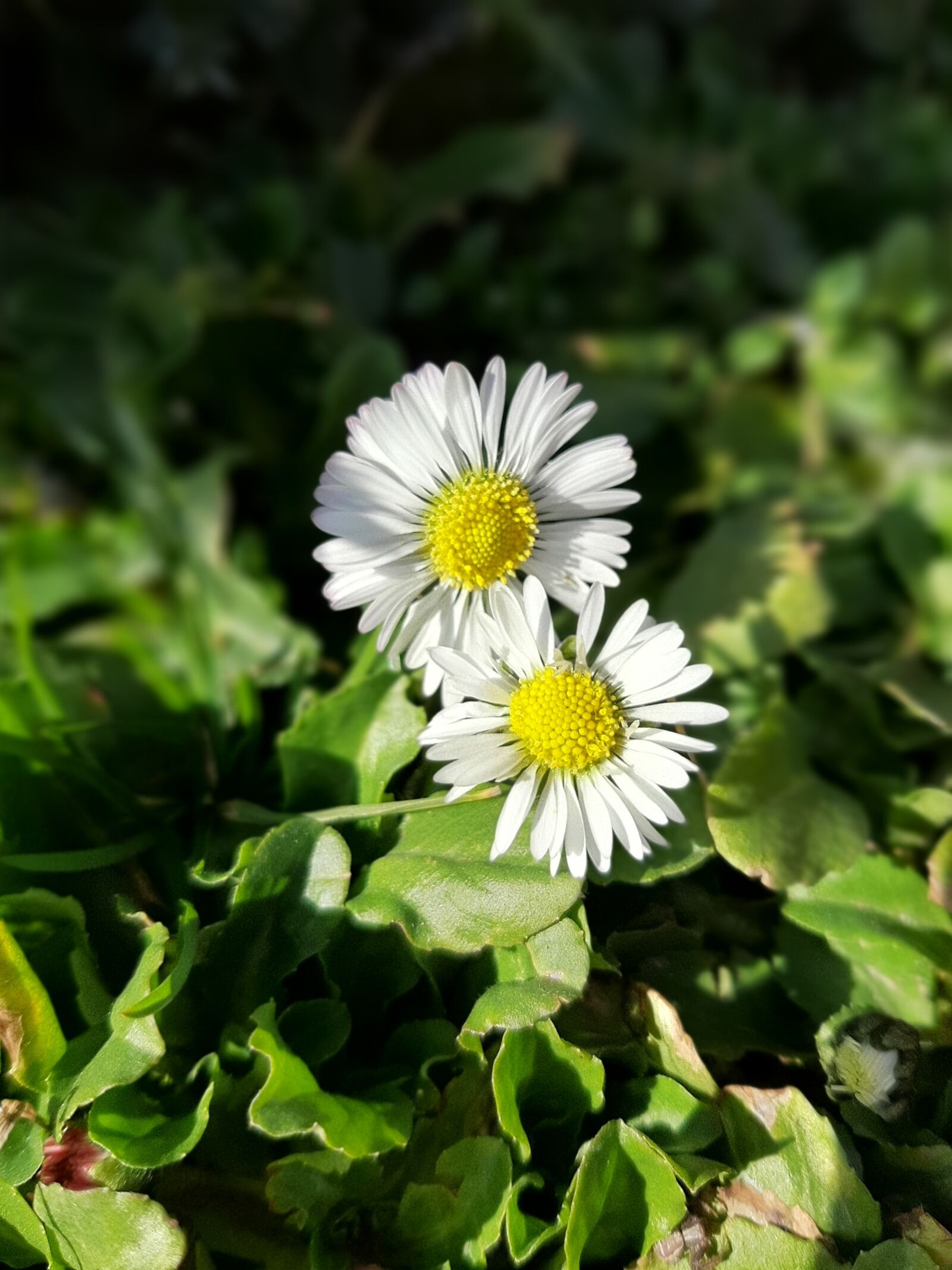 Samsung Galaxy A50 sample photo. Stokrotki, biały, daisy photography