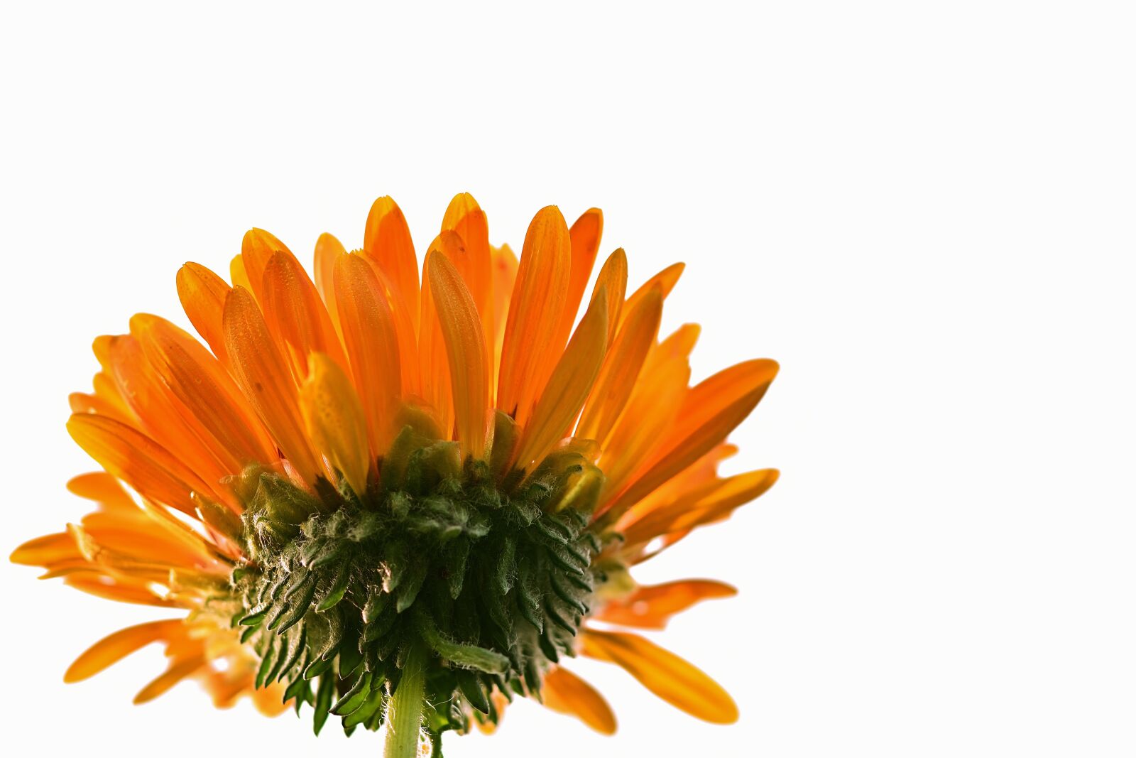 Nikon D5200 sample photo. Zinnia, blossom, bloom photography