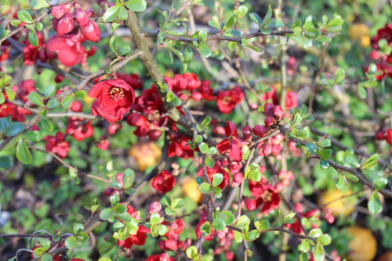 Canon EOS 600D (Rebel EOS T3i / EOS Kiss X5) sample photo. Flowers, quince, garden photography