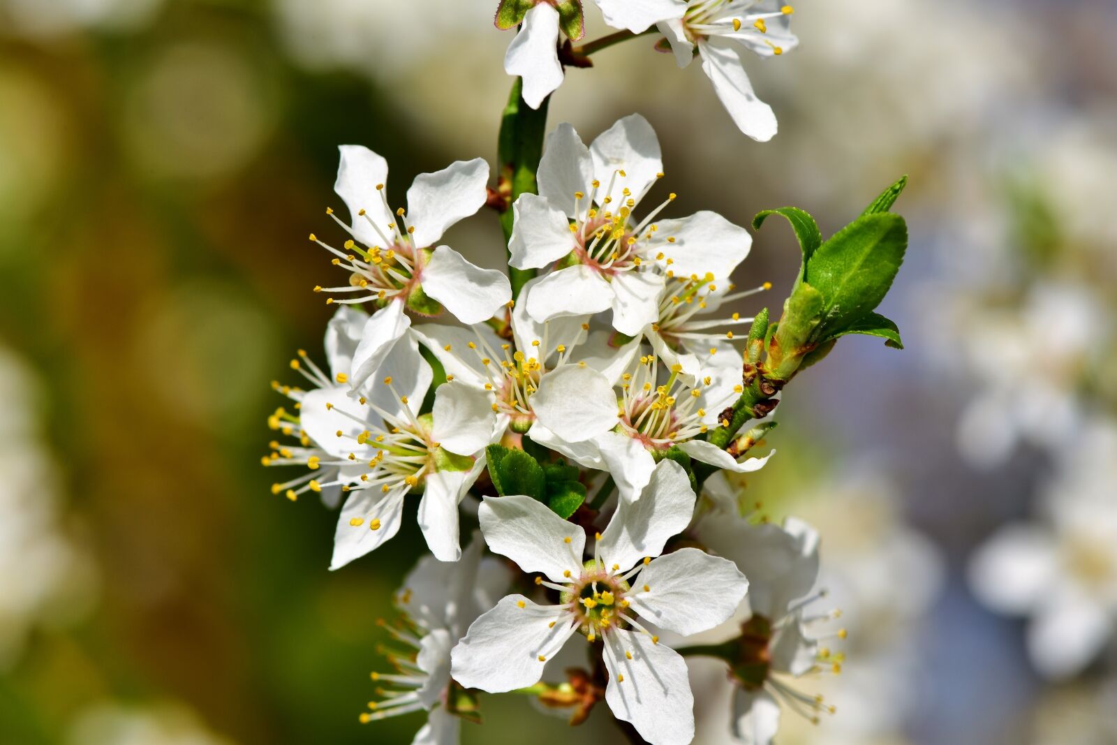Nikon D7200 sample photo. Plum blossom, blossom, bloom photography