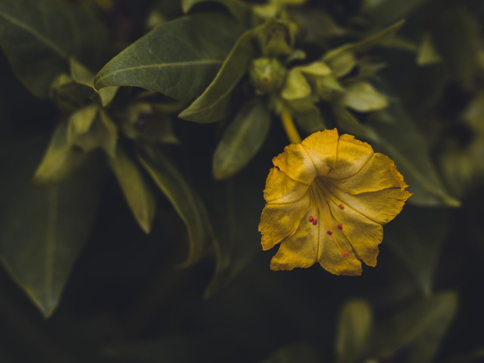 Olympus OM-D E-M5 II sample photo. Mirabilis jalapa, flowers, plant photography