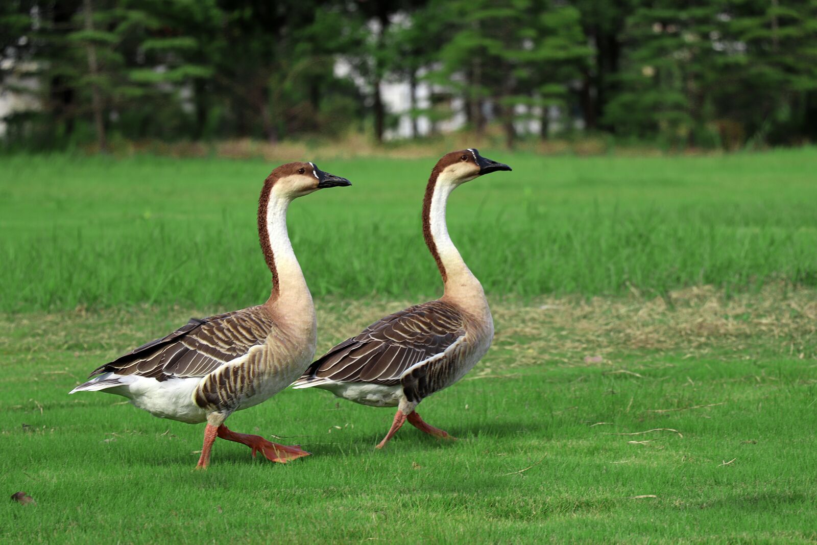 Canon EOS 77D (EOS 9000D / EOS 770D) sample photo. Big wild goose pagoda photography