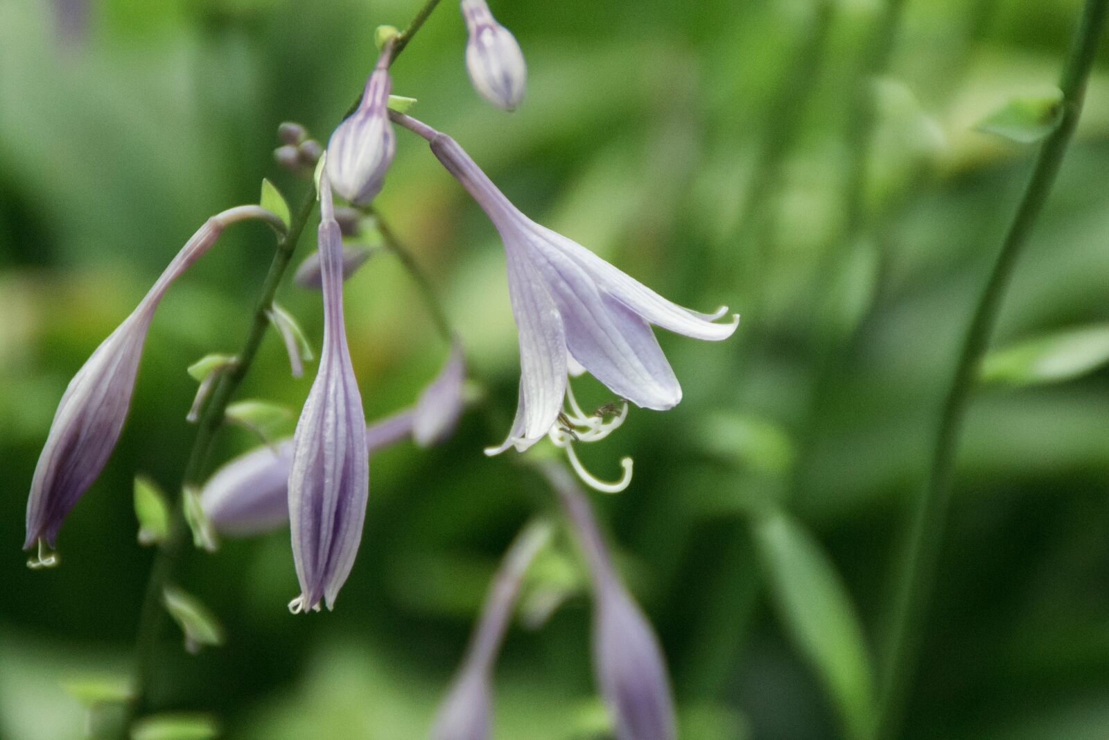 Canon EOS 7D Mark II sample photo. Flower, nature, garden photography