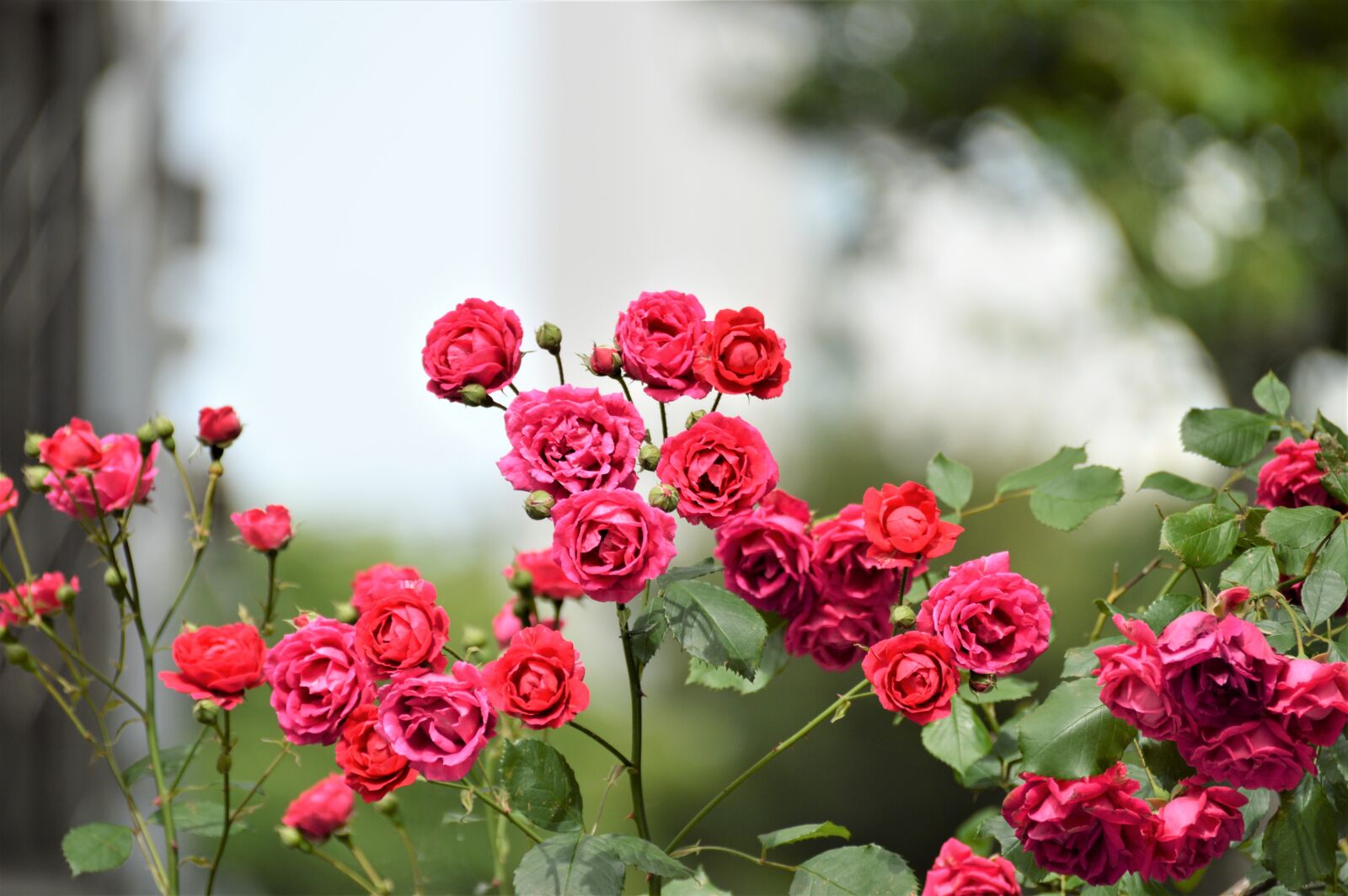 Nikon D3200 sample photo. Rose, flowers, nature photography