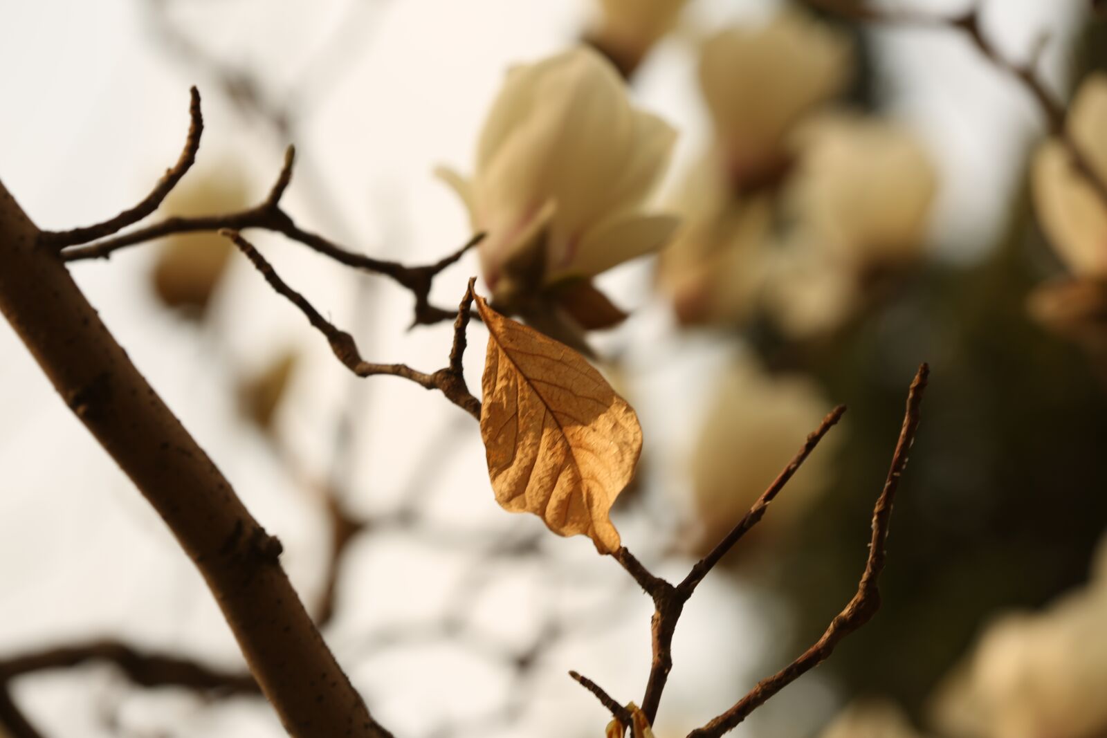 Canon EOS 5D Mark III sample photo. Magnolia flower, white, flower photography