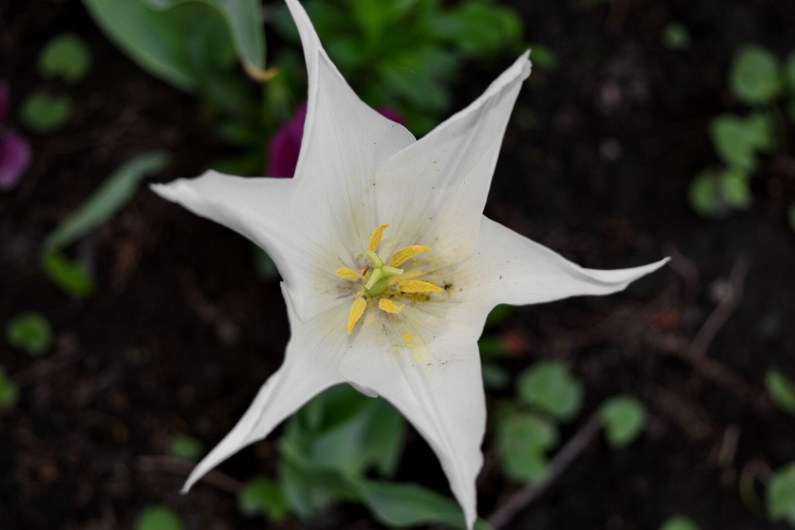 Nikon D5500 sample photo. Pistil, tulip, blossom, flower photography