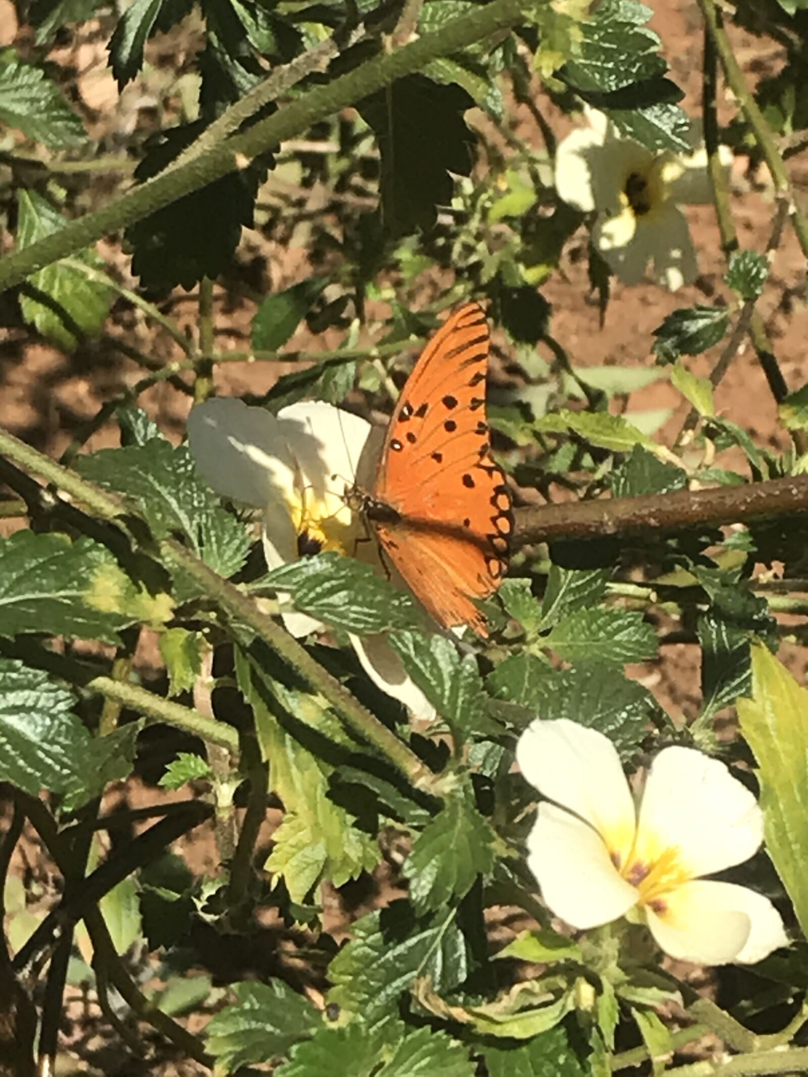 iPhone 7 back camera 3.99mm f/1.8 sample photo. Borboleta, flores, campo photography