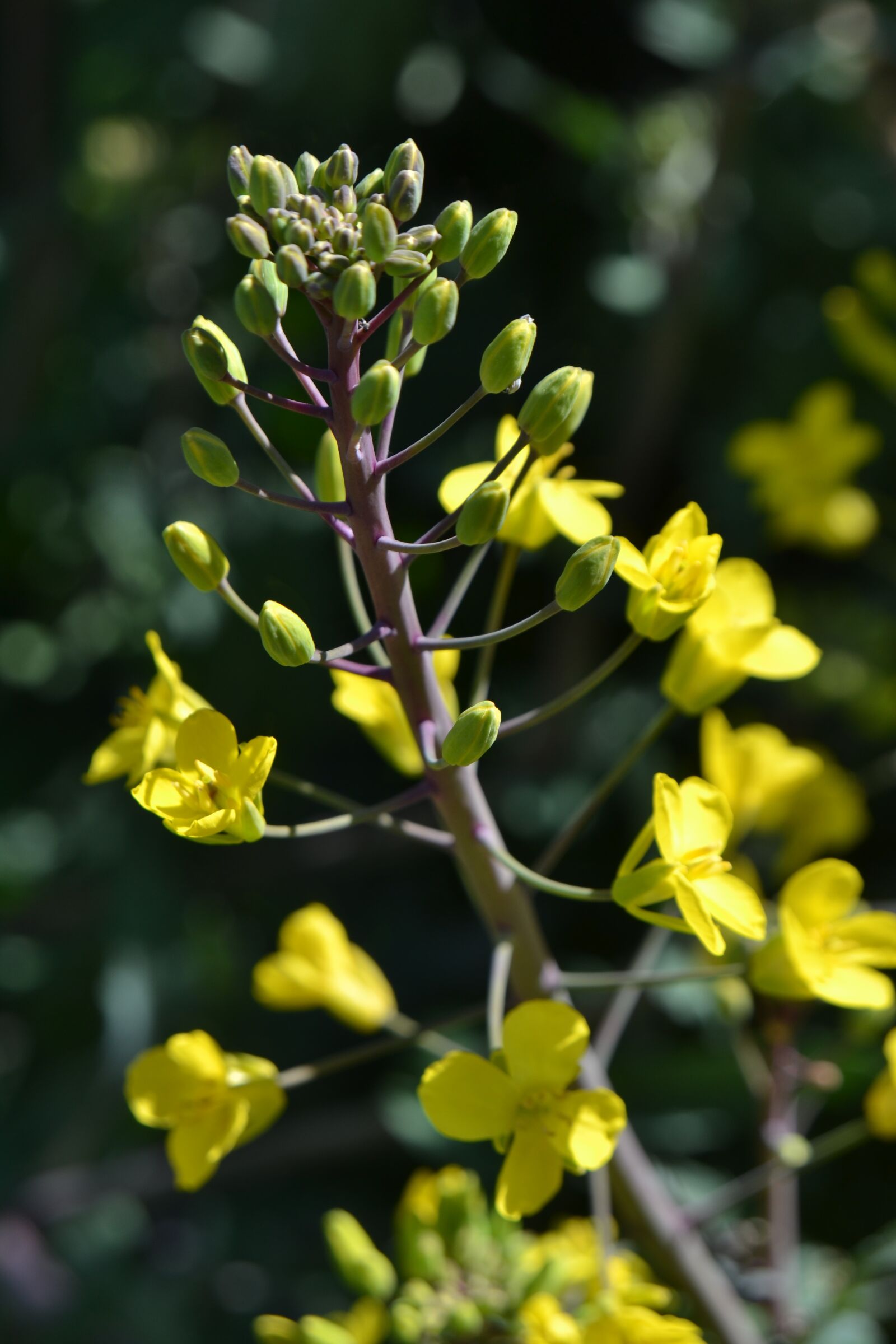 Nikon D3100 sample photo. Flowering kale, kale, nature photography