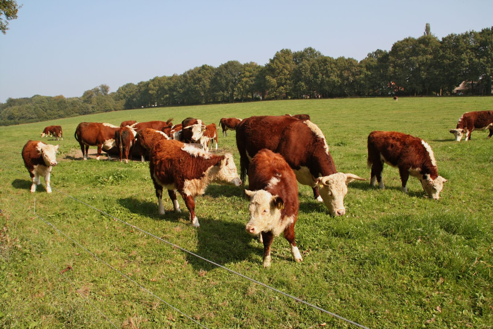 Canon EOS 450D (EOS Rebel XSi / EOS Kiss X2) sample photo. Cow, holland, netherlands photography