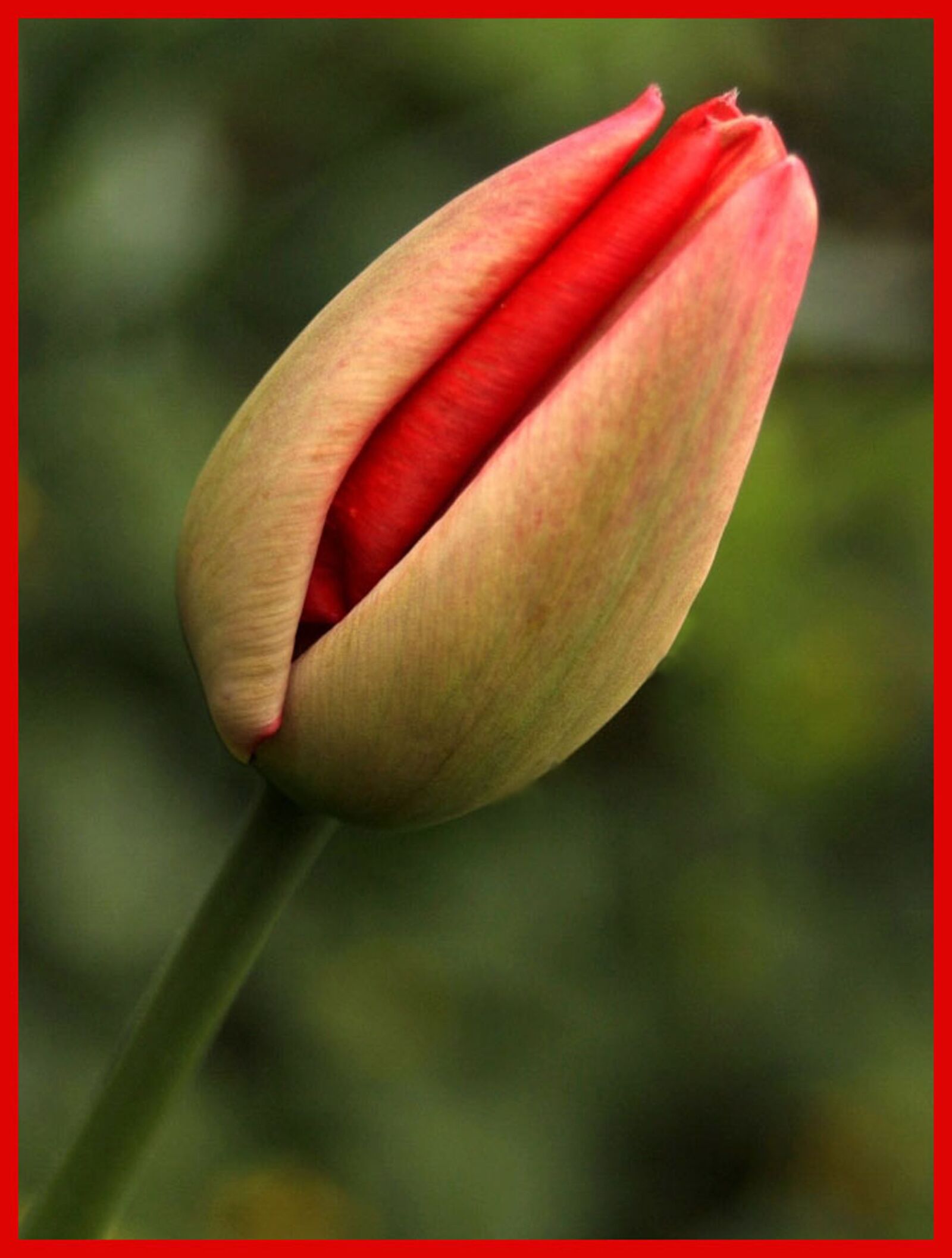 Canon EOS 450D (EOS Rebel XSi / EOS Kiss X2) sample photo. Tulip, bud, garden photography
