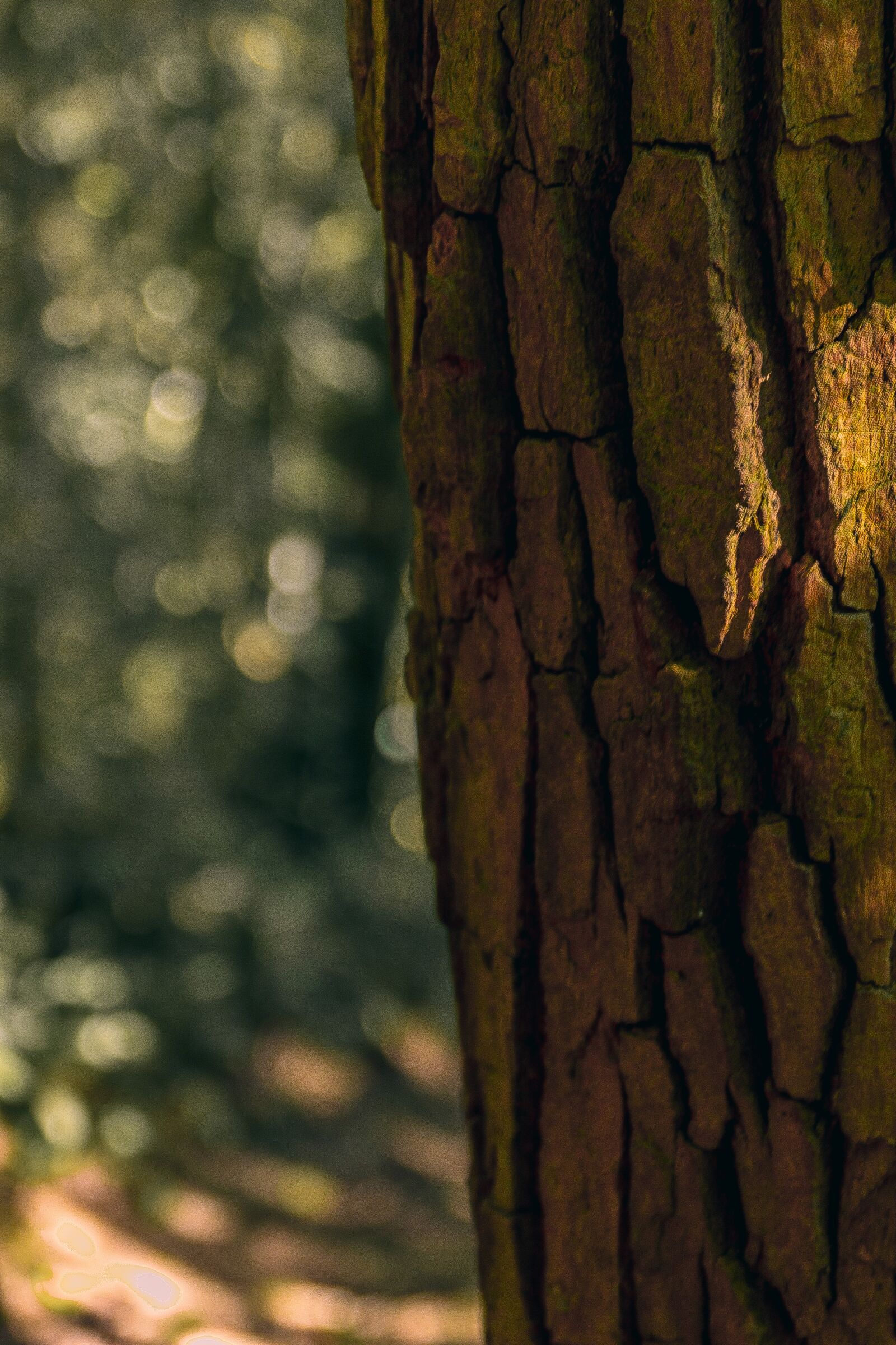 Canon EOS 600D (Rebel EOS T3i / EOS Kiss X5) sample photo. Tree, brazil, forest photography