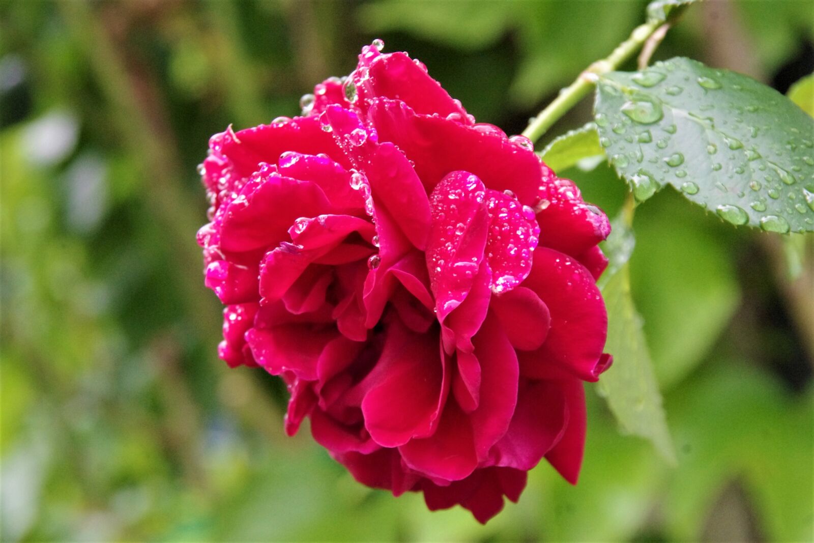 Pentax K-x sample photo. Rain, rose, raindrop photography