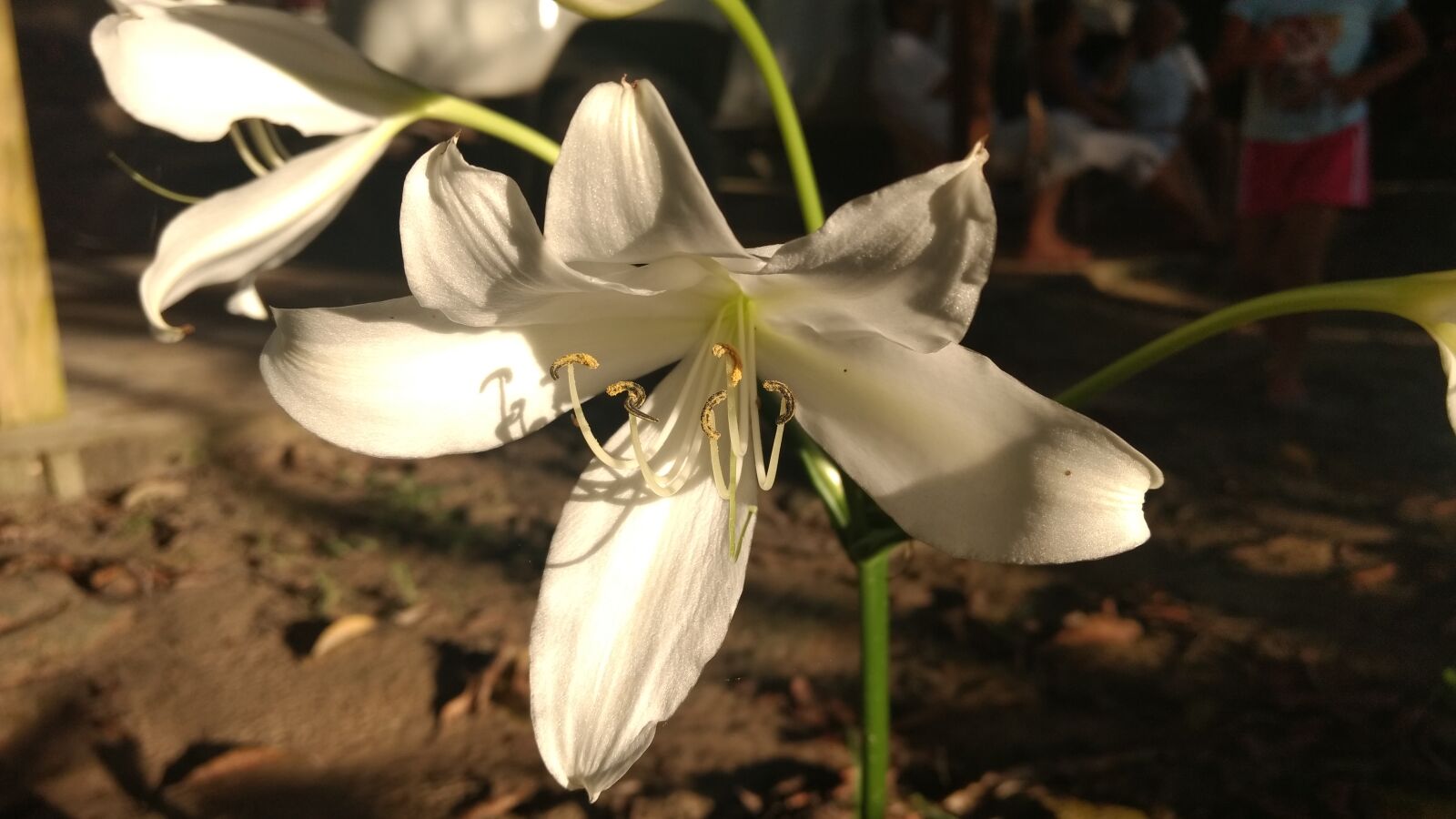 Motorola Moto G (4) sample photo. Flower photography