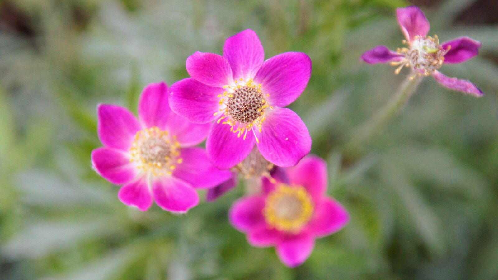 Sony SLT-A55 (SLT-A55V) sample photo. Plant, pink, flower photography