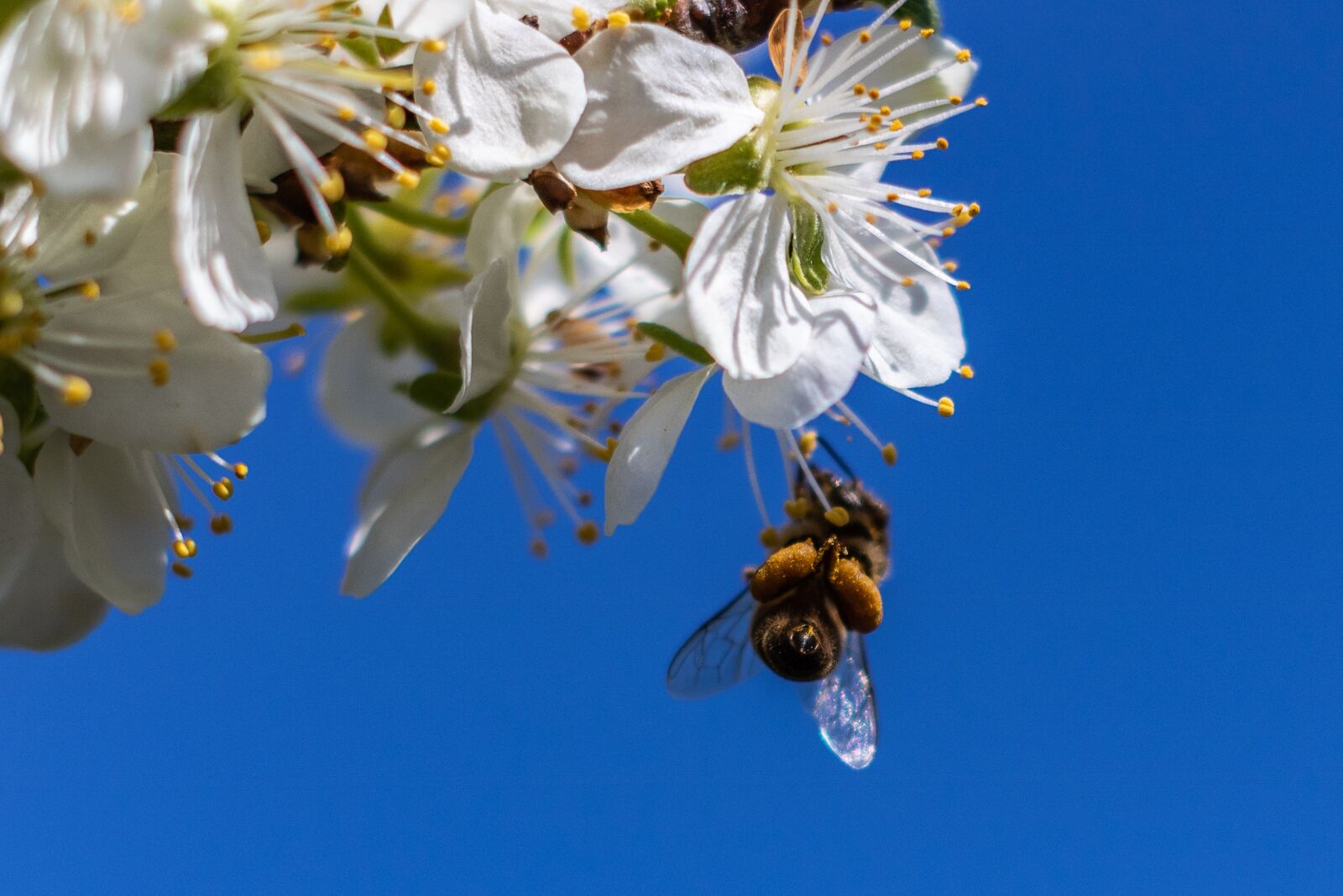 YN50mm f/1.8 II sample photo. Bee, flower, spring photography