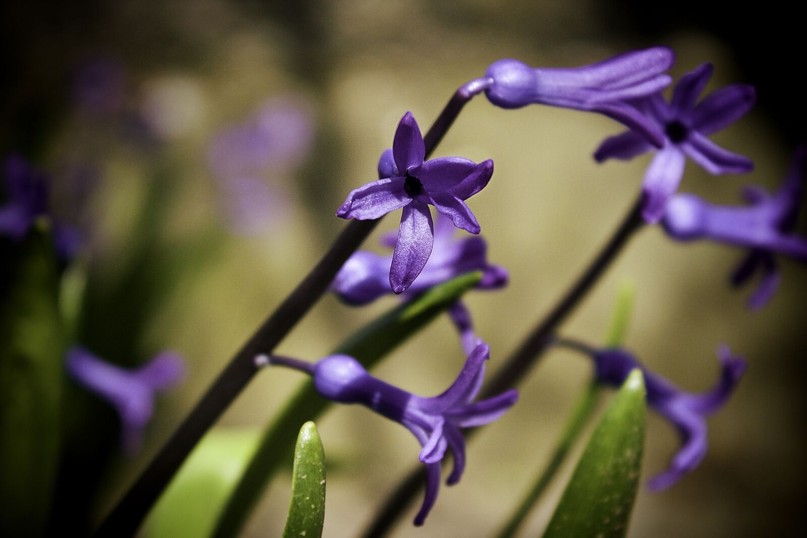 Canon EOS 1200D (EOS Rebel T5 / EOS Kiss X70 / EOS Hi) sample photo. Spring, flower, nature photography