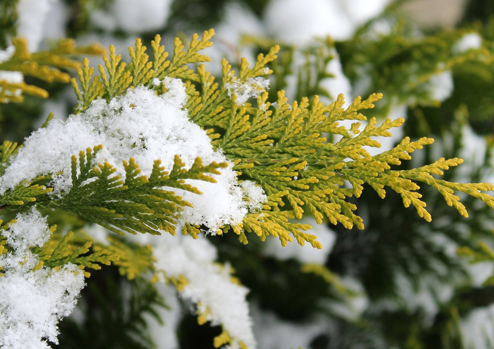 Canon EOS 1200D (EOS Rebel T5 / EOS Kiss X70 / EOS Hi) sample photo. Thuja, tree, season photography