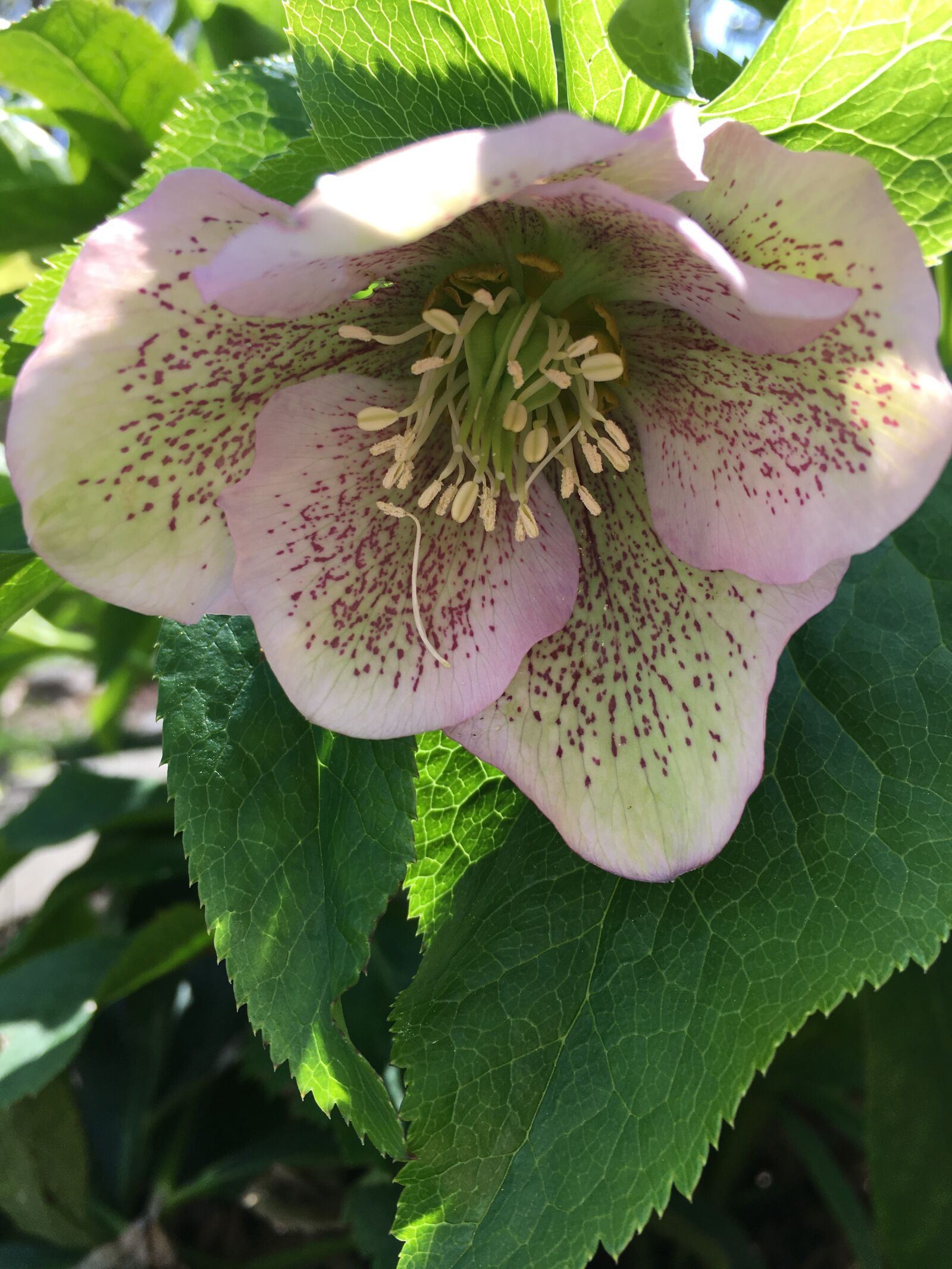 Apple iPhone 6s sample photo. Pink, hellebore, helleborus photography