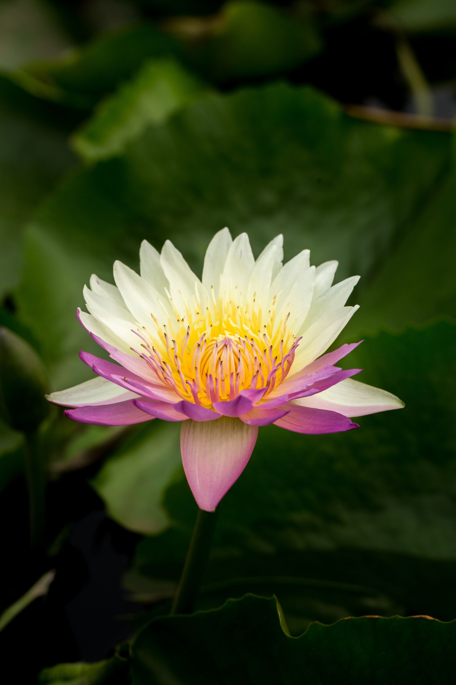 Canon EF 100mm F2.8L Macro IS USM sample photo. Water lily, nuphar lutea photography