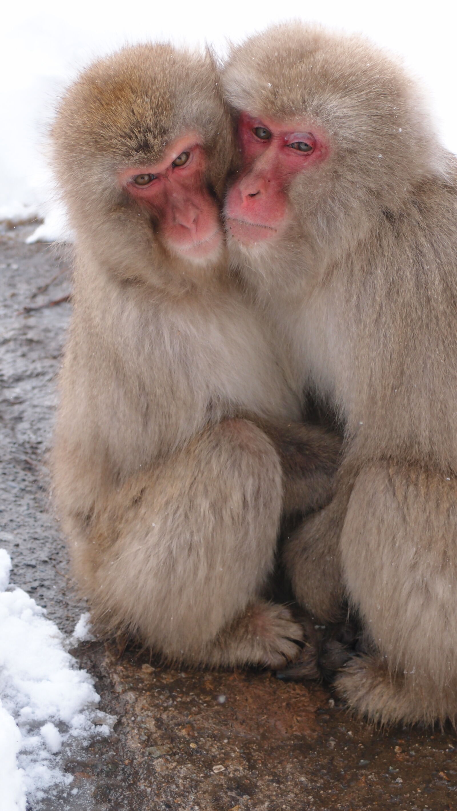 Olympus XZ-1 sample photo. Animal, animals, couple, hug photography