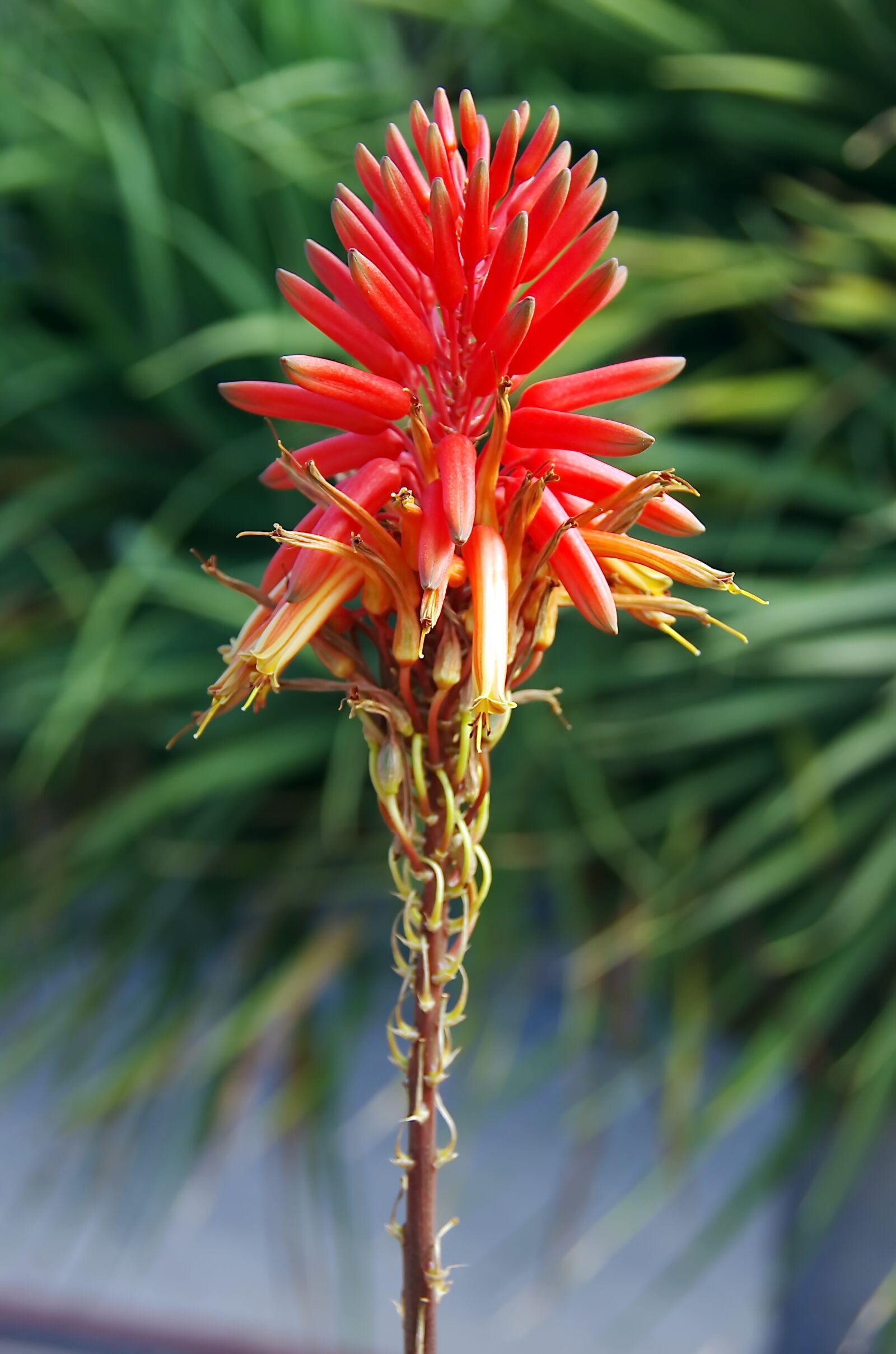 Pentax K-5 sample photo. Aloe, aloe vera, aloe photography