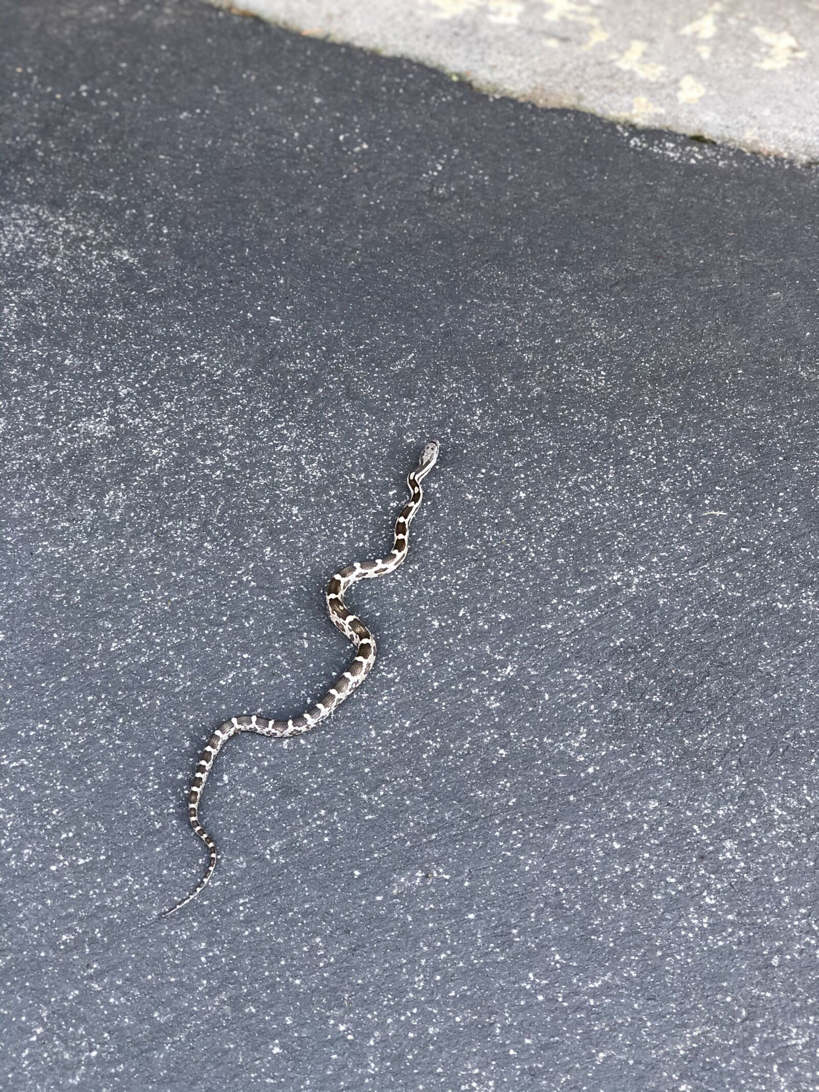 iPhone X back dual camera 6mm f/2.4 sample photo. Snake, reptile, wildlife photography