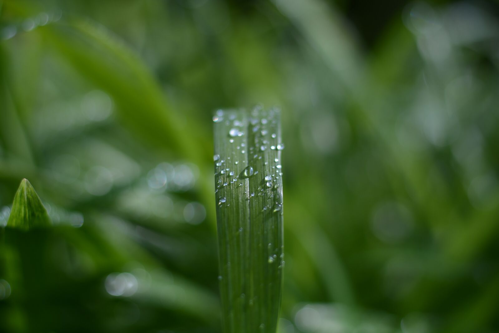Nikon D7100 sample photo. Rain, water, drop photography