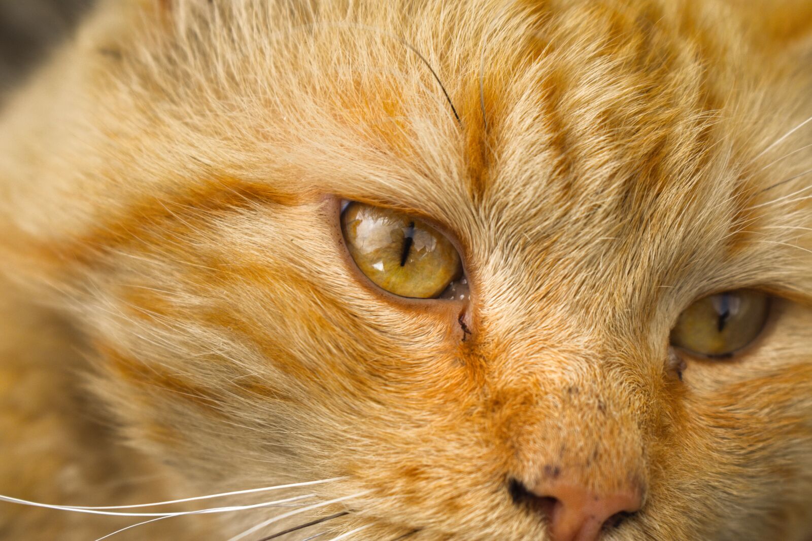 Nikon D3400 sample photo. Cat, pet, animals photography