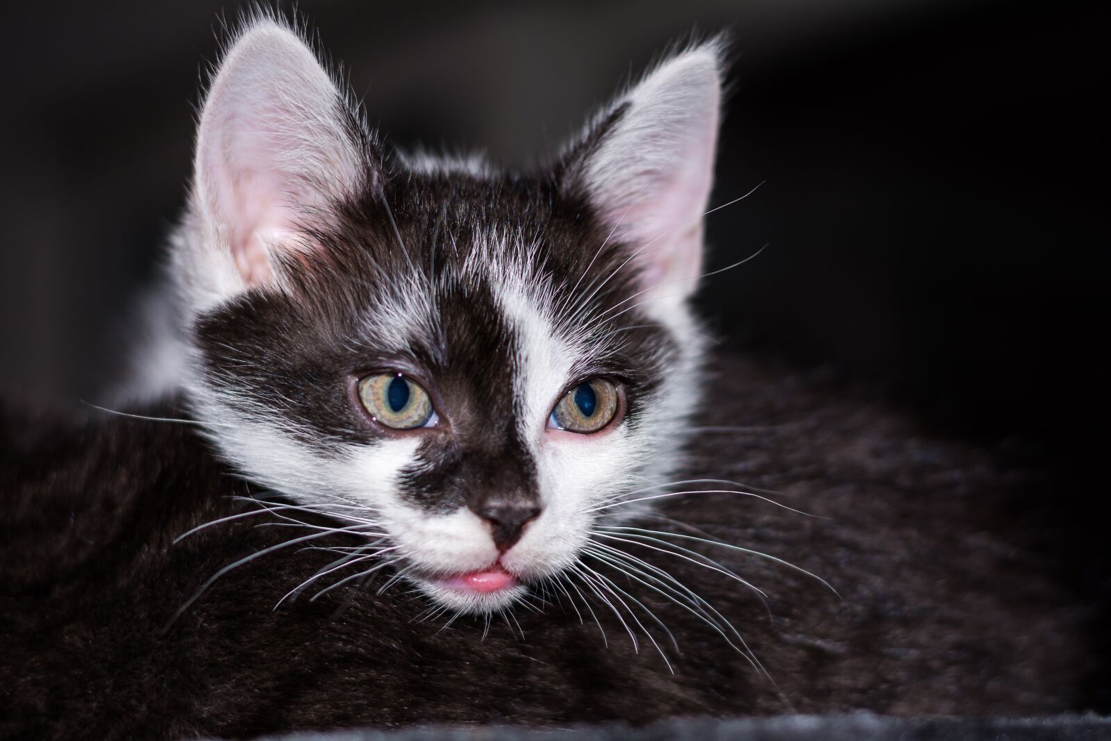 Nikon D5200 sample photo. Baby cat, cat baby photography