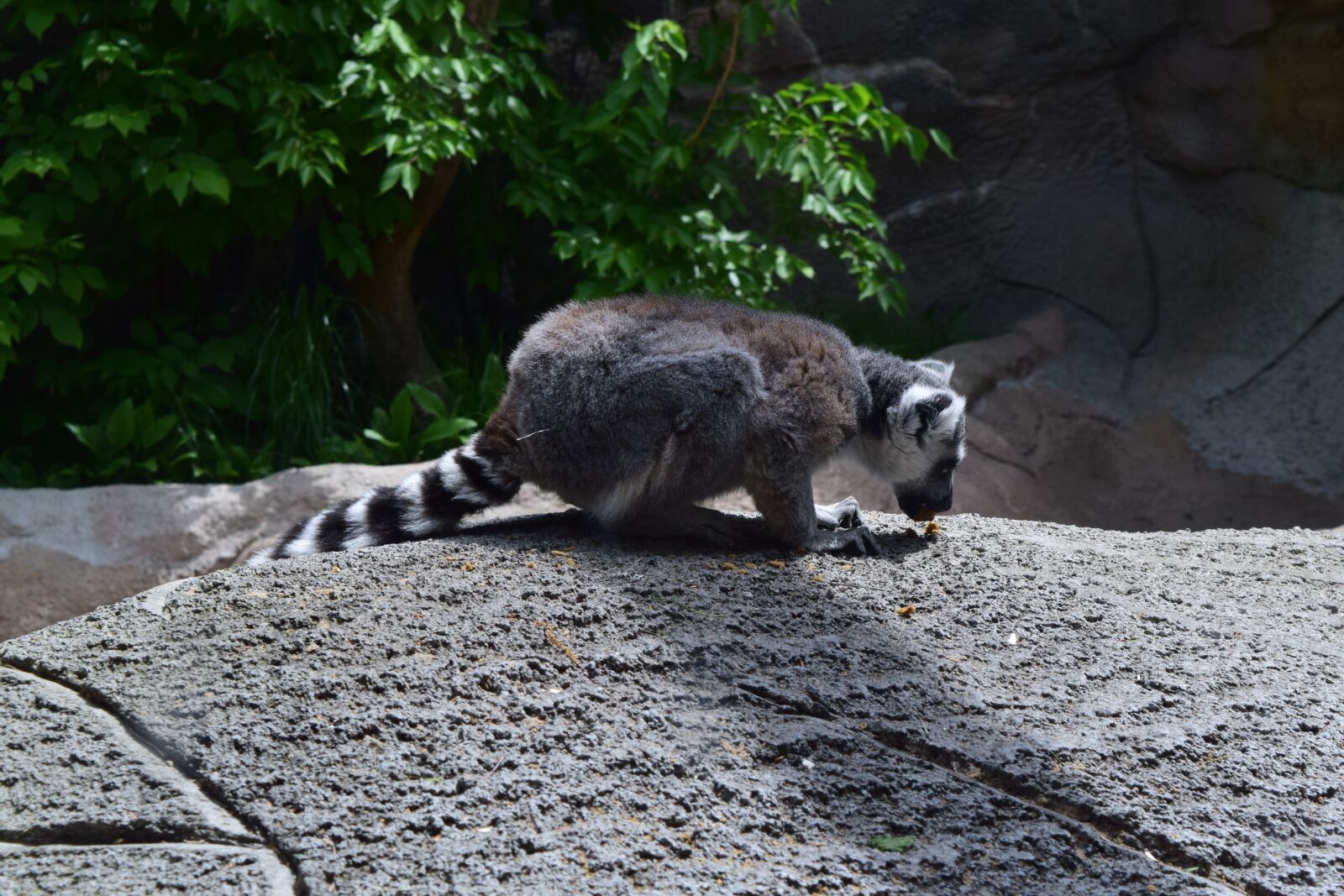 Nikon D5300 sample photo. Animal, lemur, wild photography