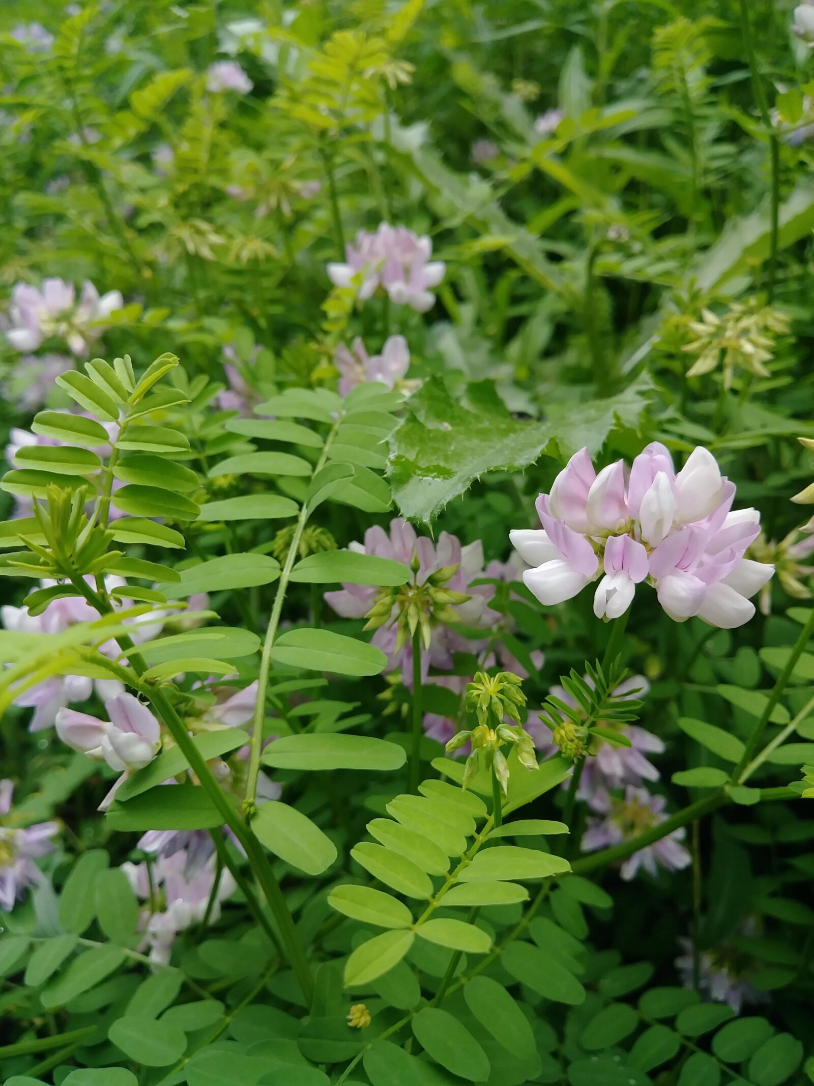 LG STYLO 3 PLUS sample photo. Clover, weeds, wildflowers photography