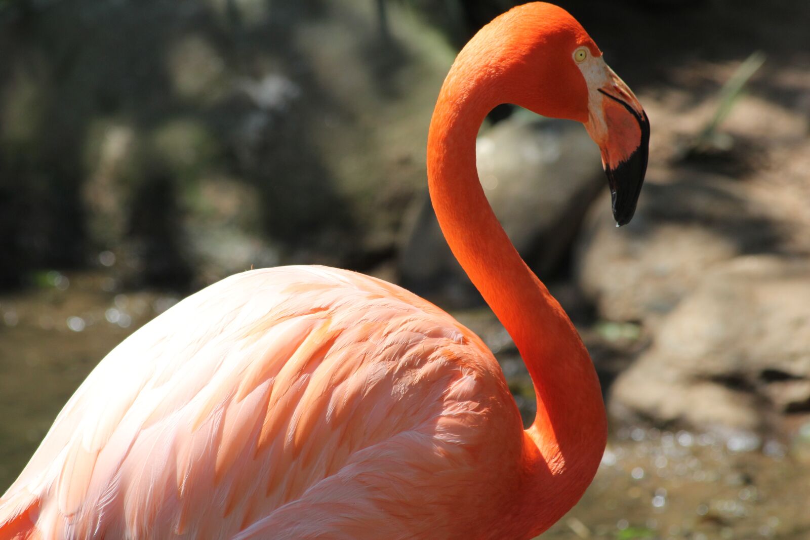 Canon EF 70-300mm F4-5.6 IS USM sample photo. Birds, nature, landscape photography