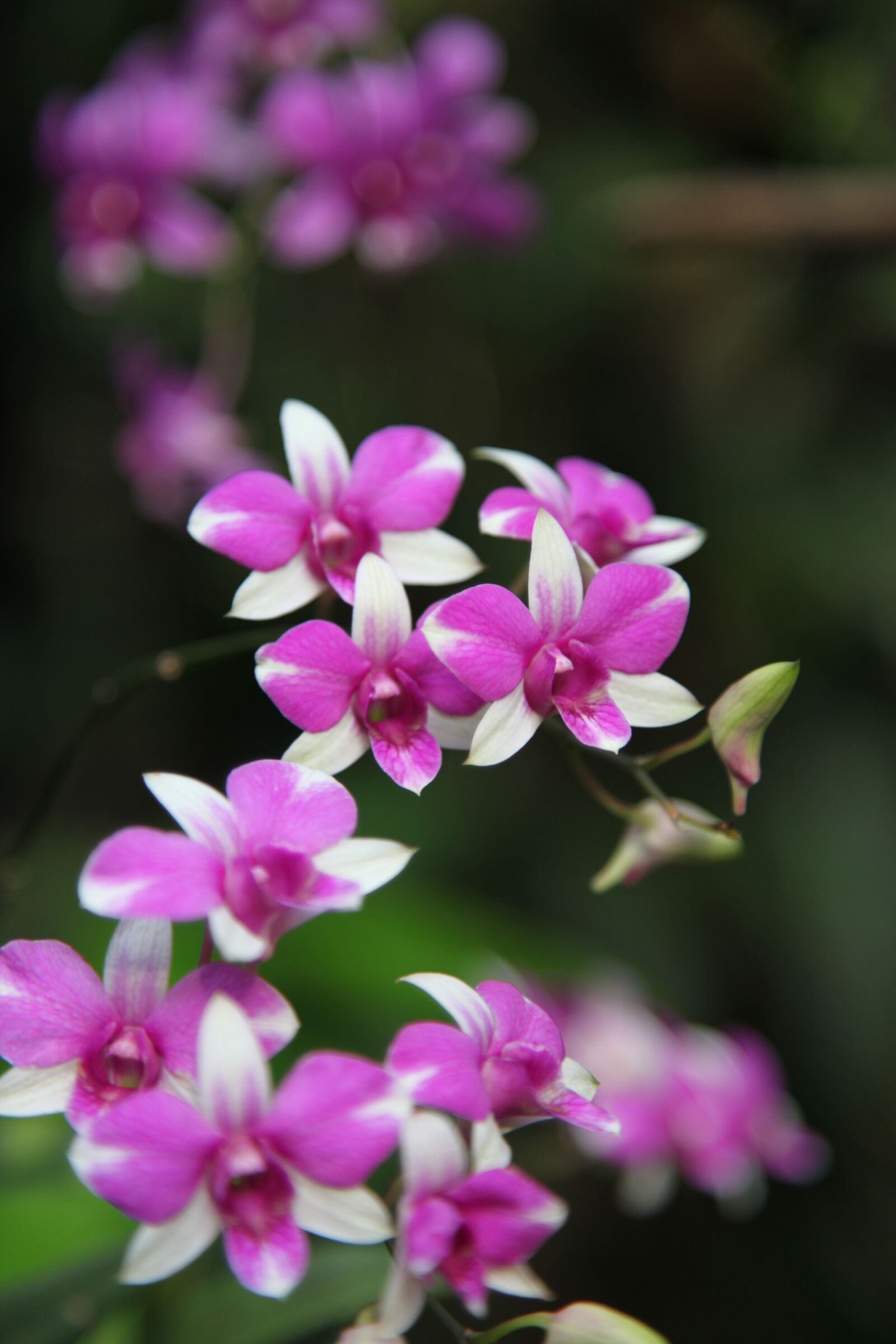 Canon EOS 5D Mark II sample photo. Orchid, flower, blossom photography