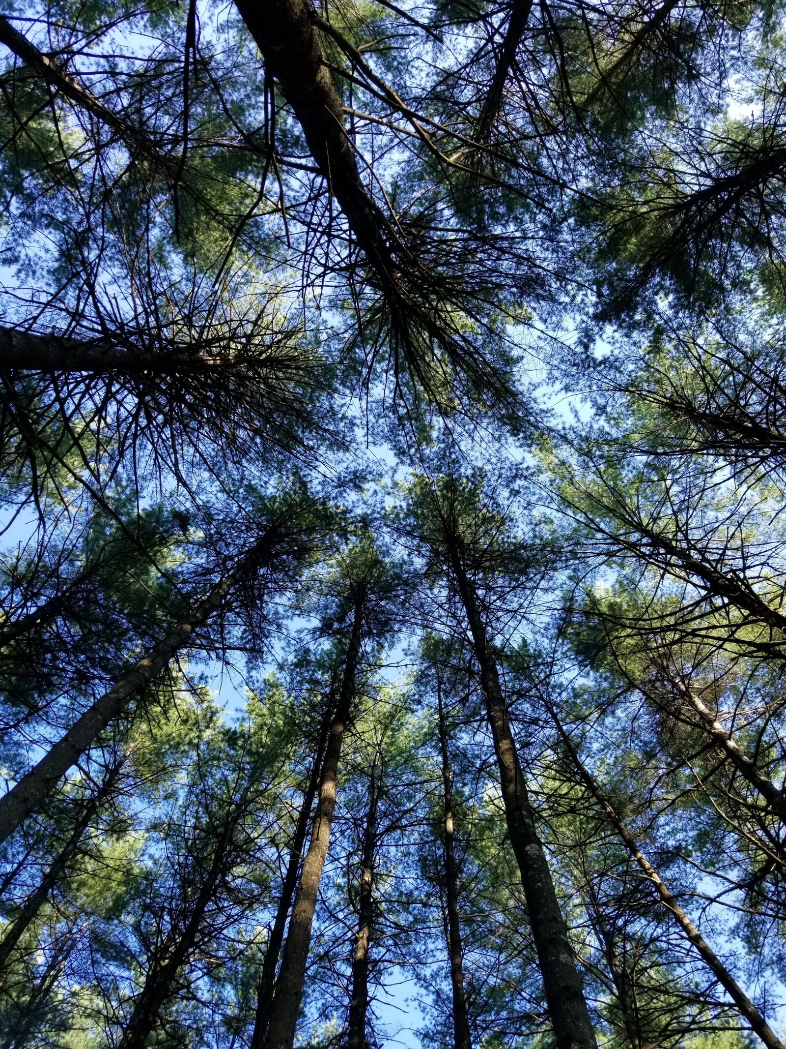 Samsung Galaxy S8+ sample photo. Wood, tree, nature photography