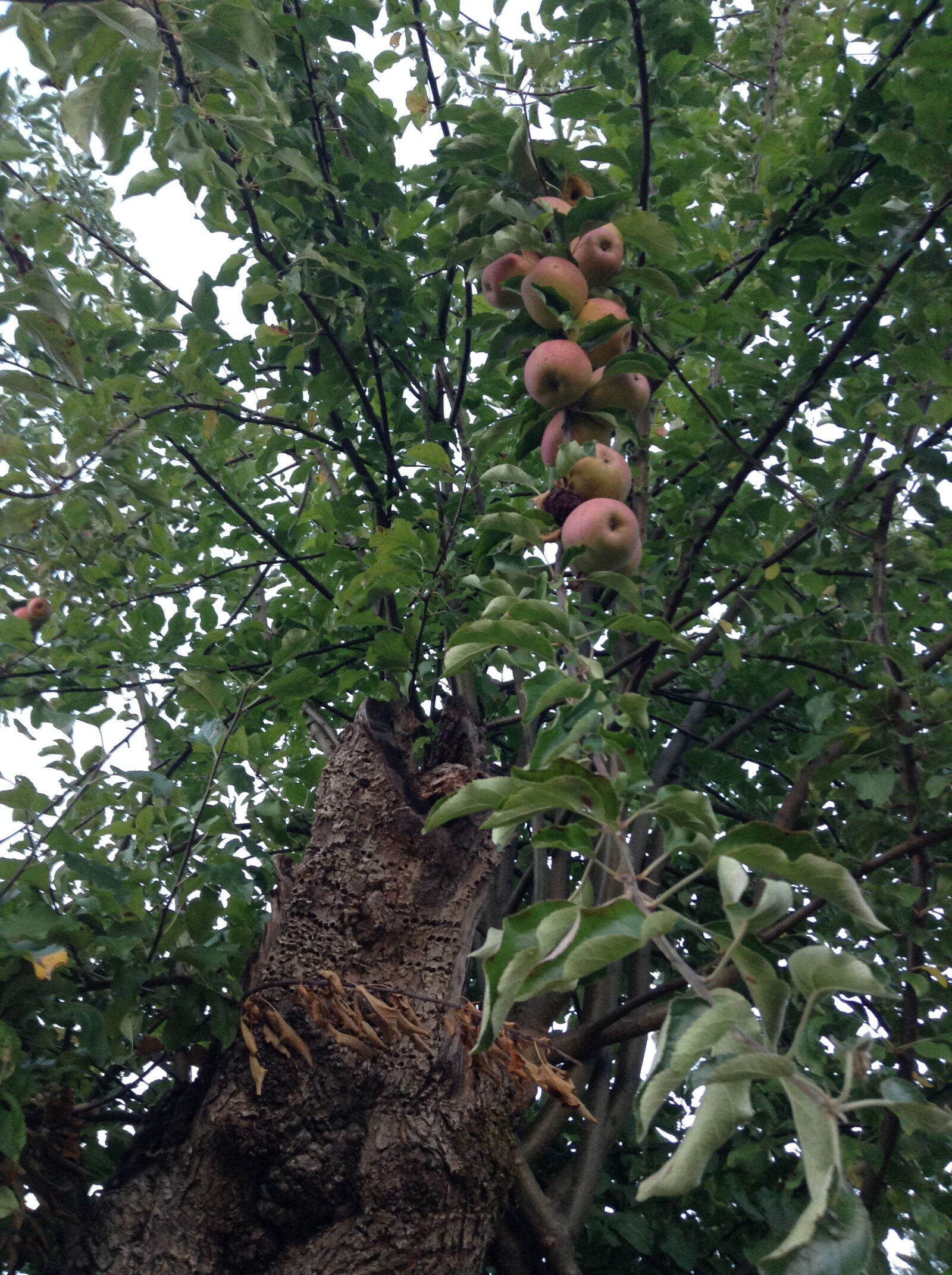 Apple iPod touch sample photo. Apple, tree photography