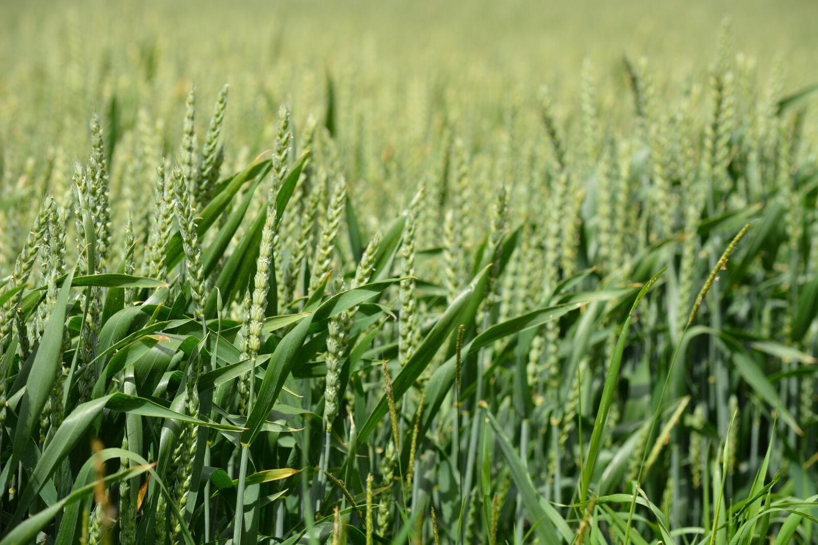 Nikon D7100 sample photo. Mecklenburg, field, wheat photography