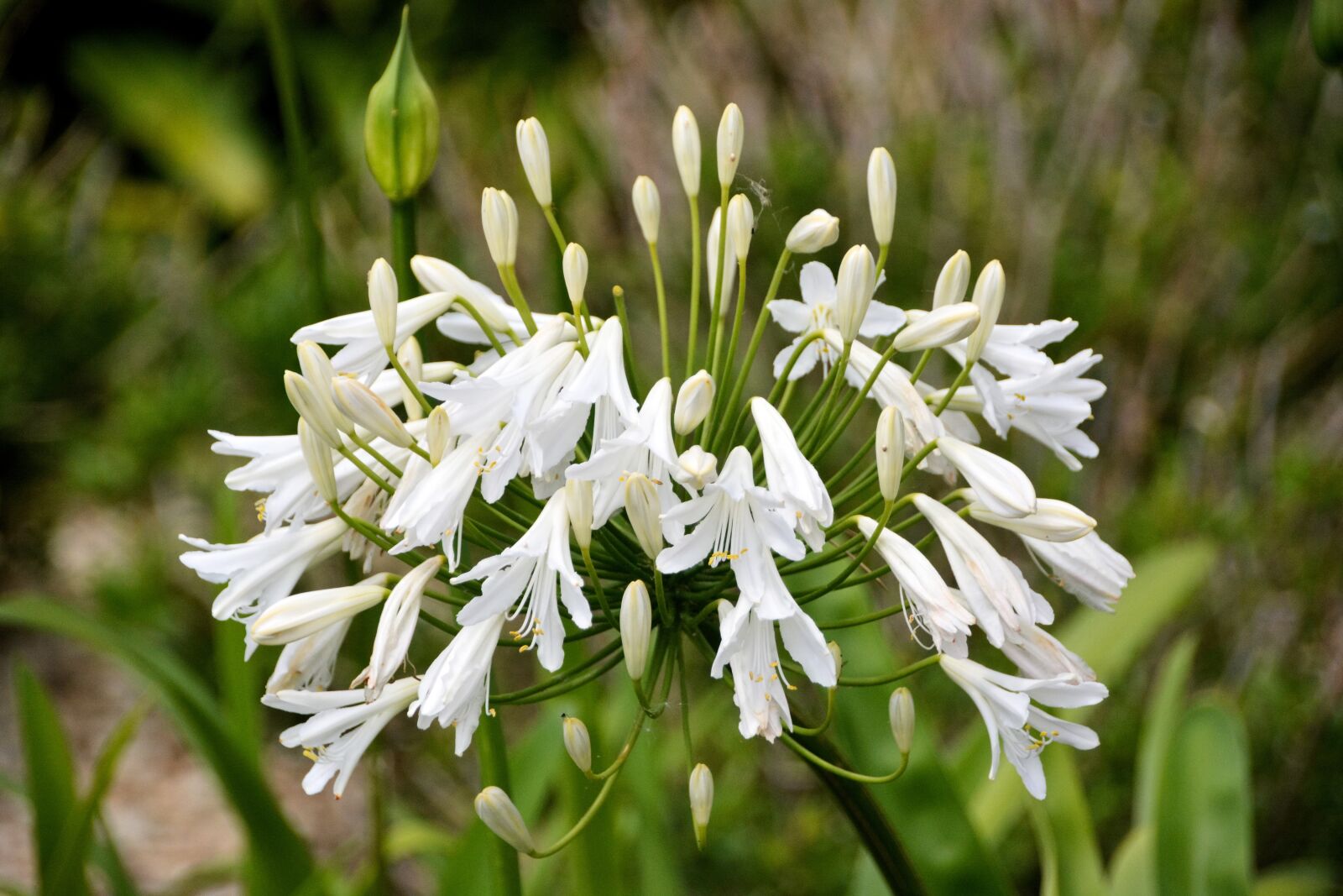 Nikon D5200 sample photo. Flower, decorative onion, plant photography