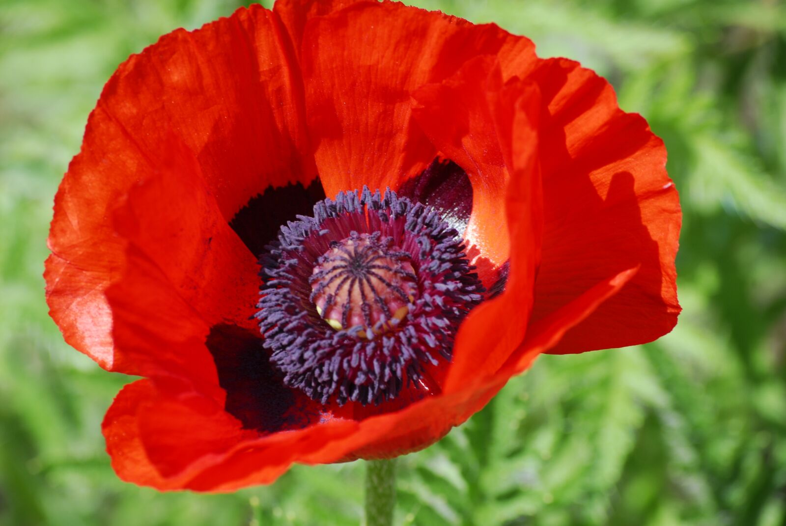 Nikon D200 sample photo. Poppy, flower, red poppy photography