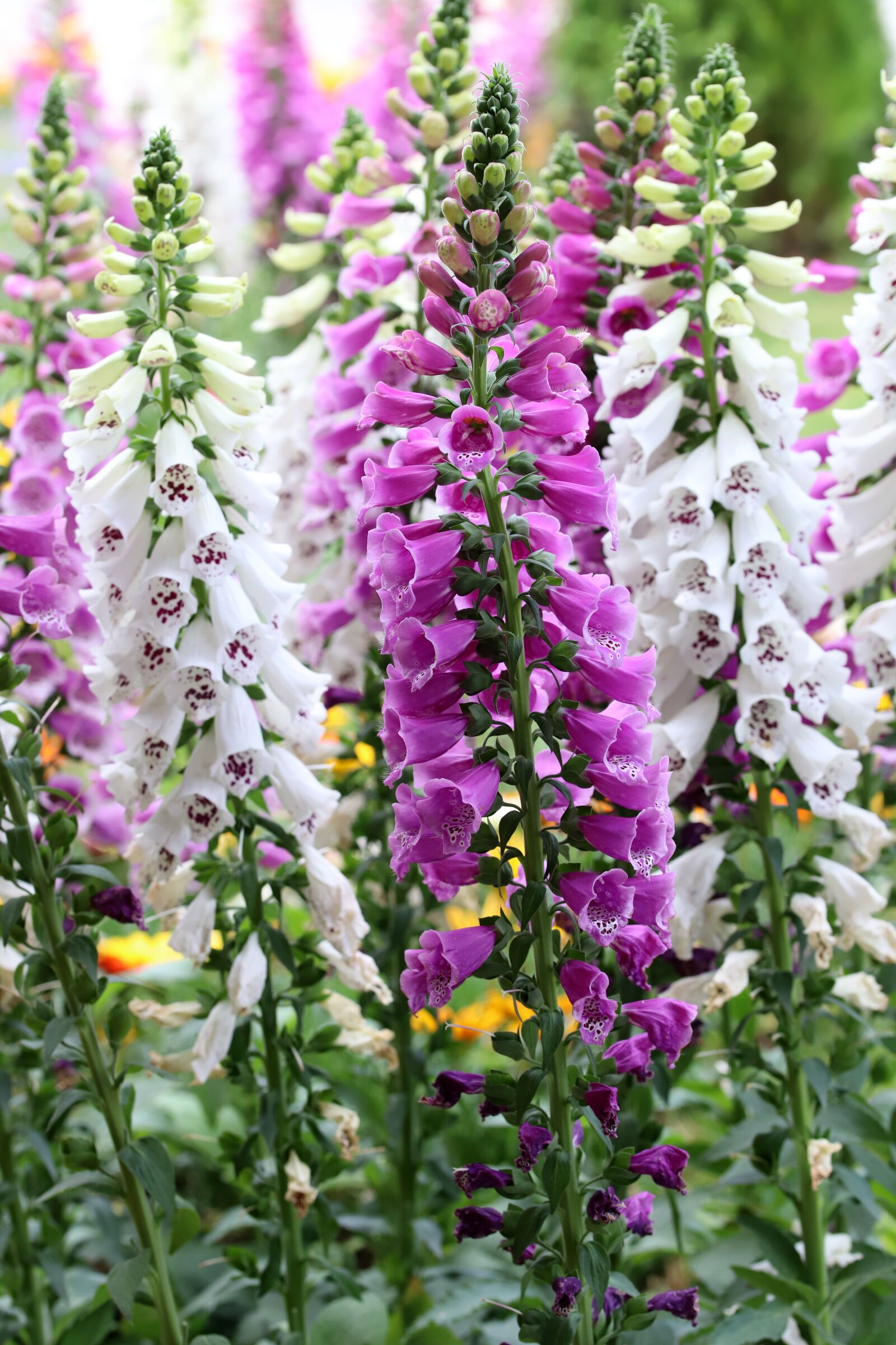 Canon EOS 6D Mark II sample photo. Flower gardens, plants, flowers photography