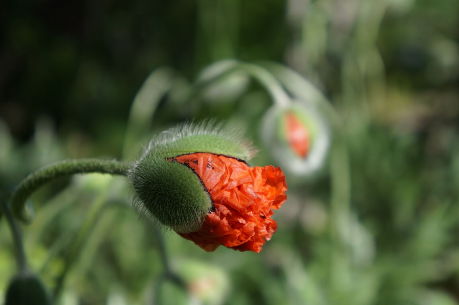 Sony Alpha a3000 + Sony E 18-55mm F3.5-5.6 OSS sample photo. Bud, plant, red photography
