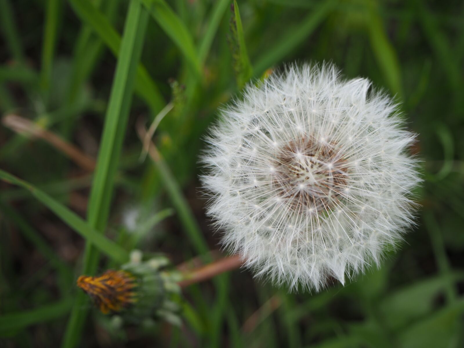 Olympus PEN E-PL7 sample photo. Dandelion, topknot, meadow flower photography