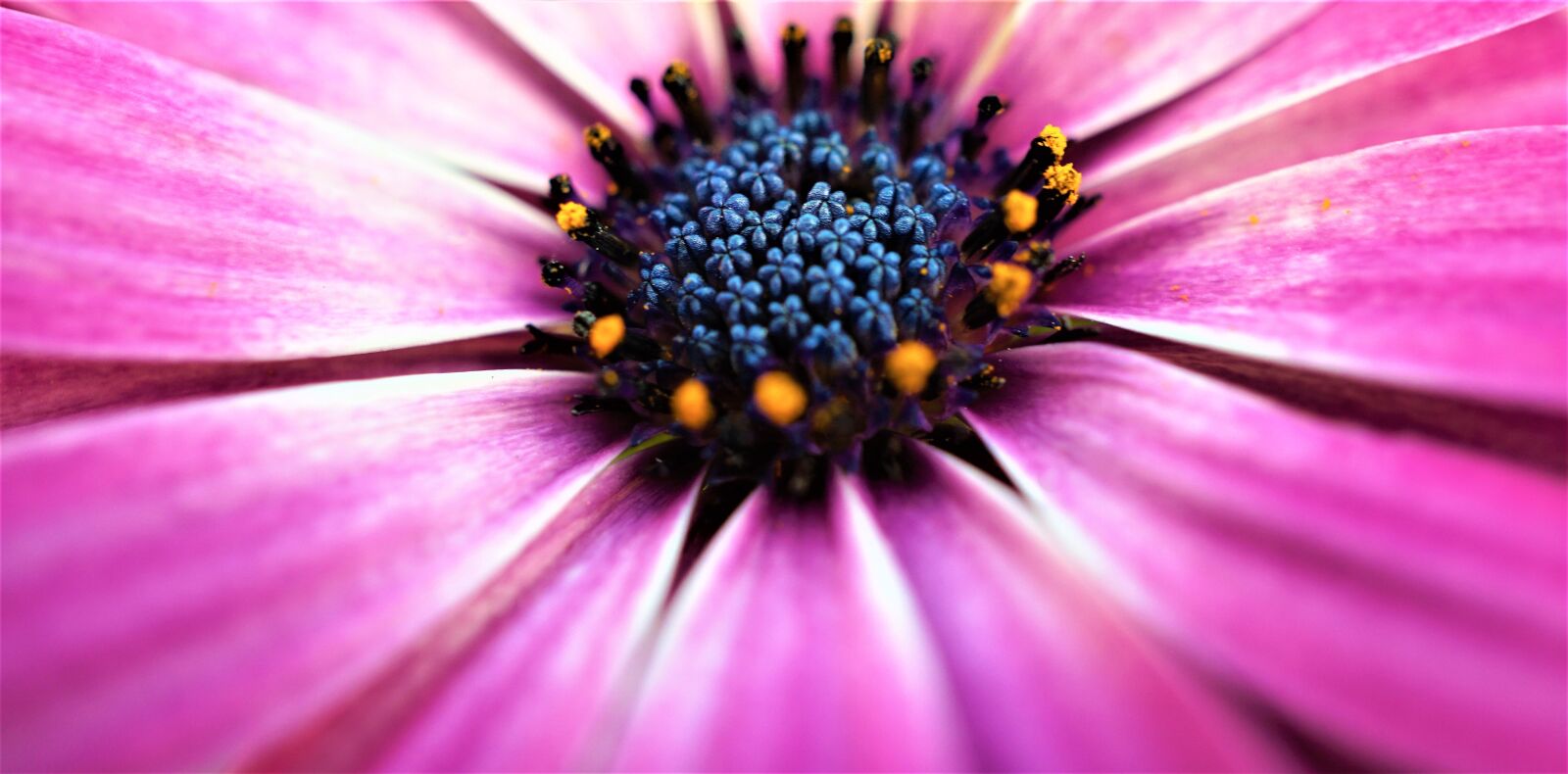 Sony E 30mm F3.5 Macro sample photo. Marguerite, pink, pollen photography