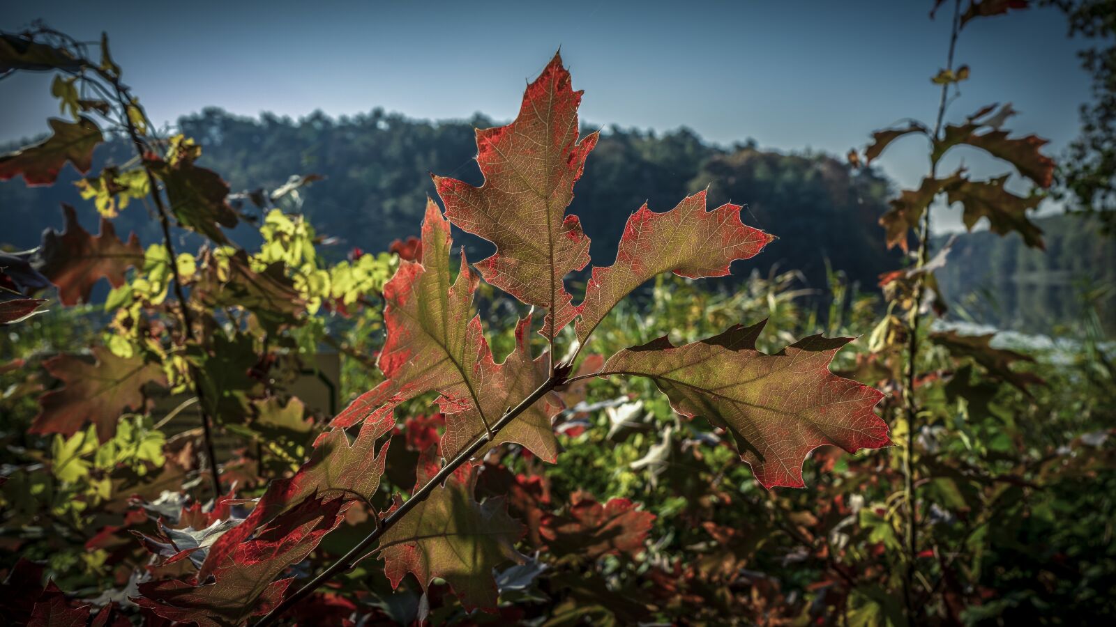 Sony a7 II + Sony FE 28-70mm F3.5-5.6 OSS sample photo. Autumn, leaves, nature photography