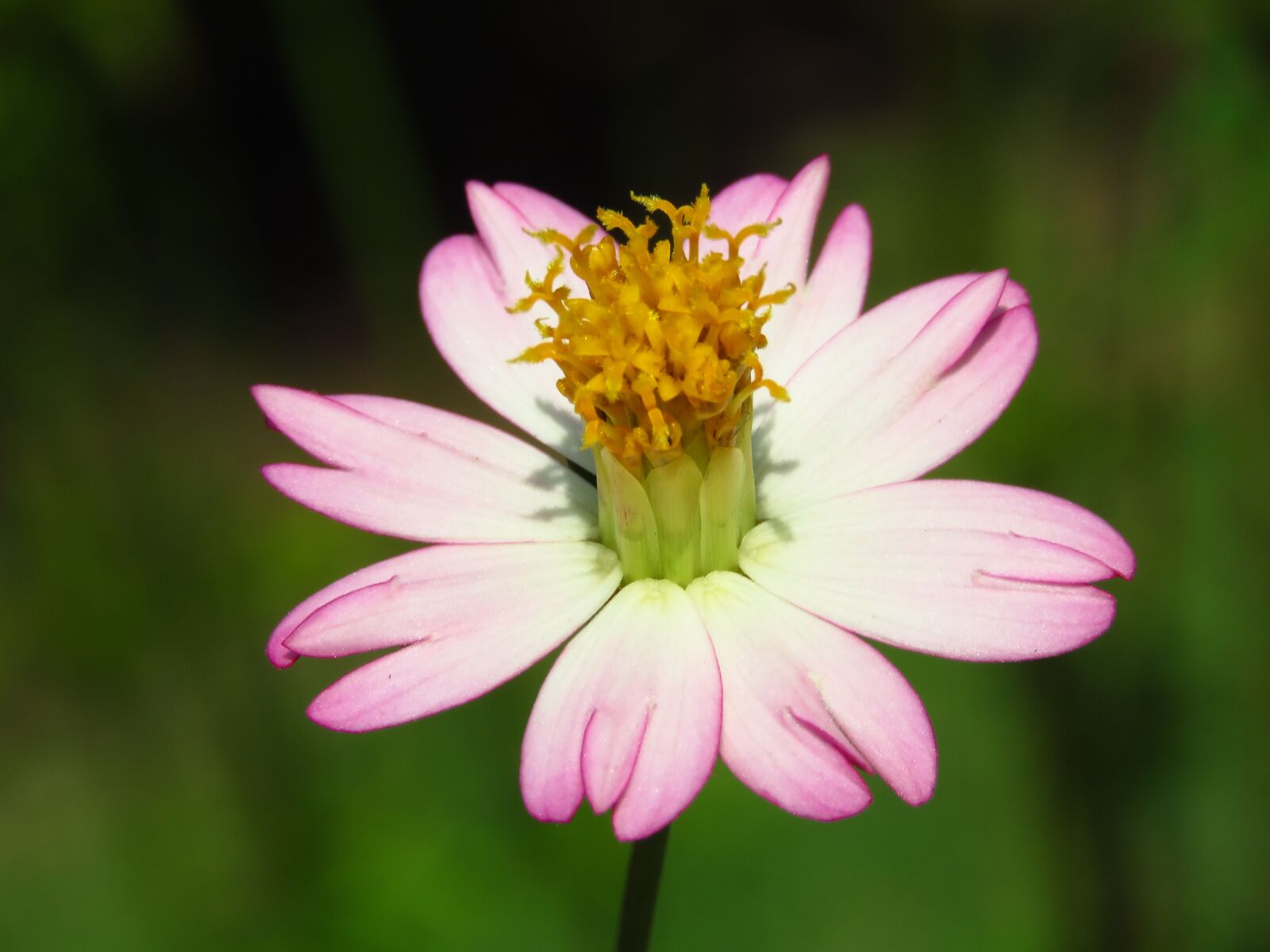 Canon PowerShot SX60 HS sample photo. Flower, fresh, close up photography