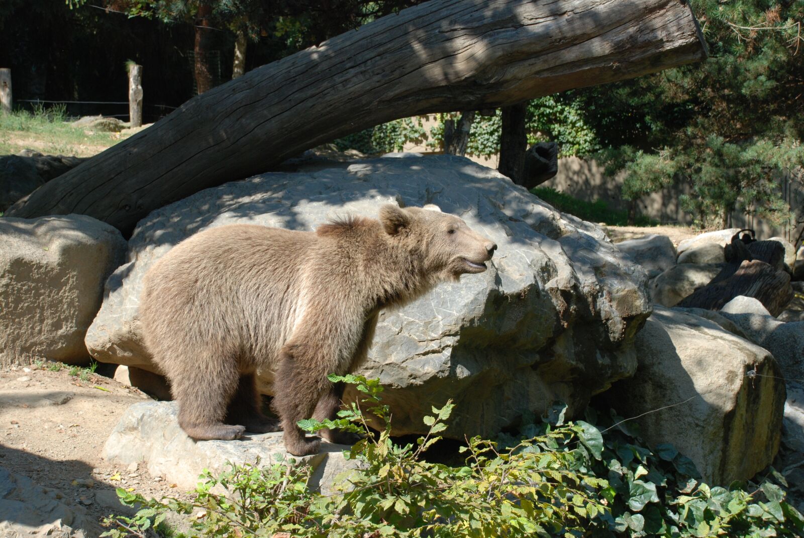 Nikon D80 sample photo. Bear, brown, animals photography