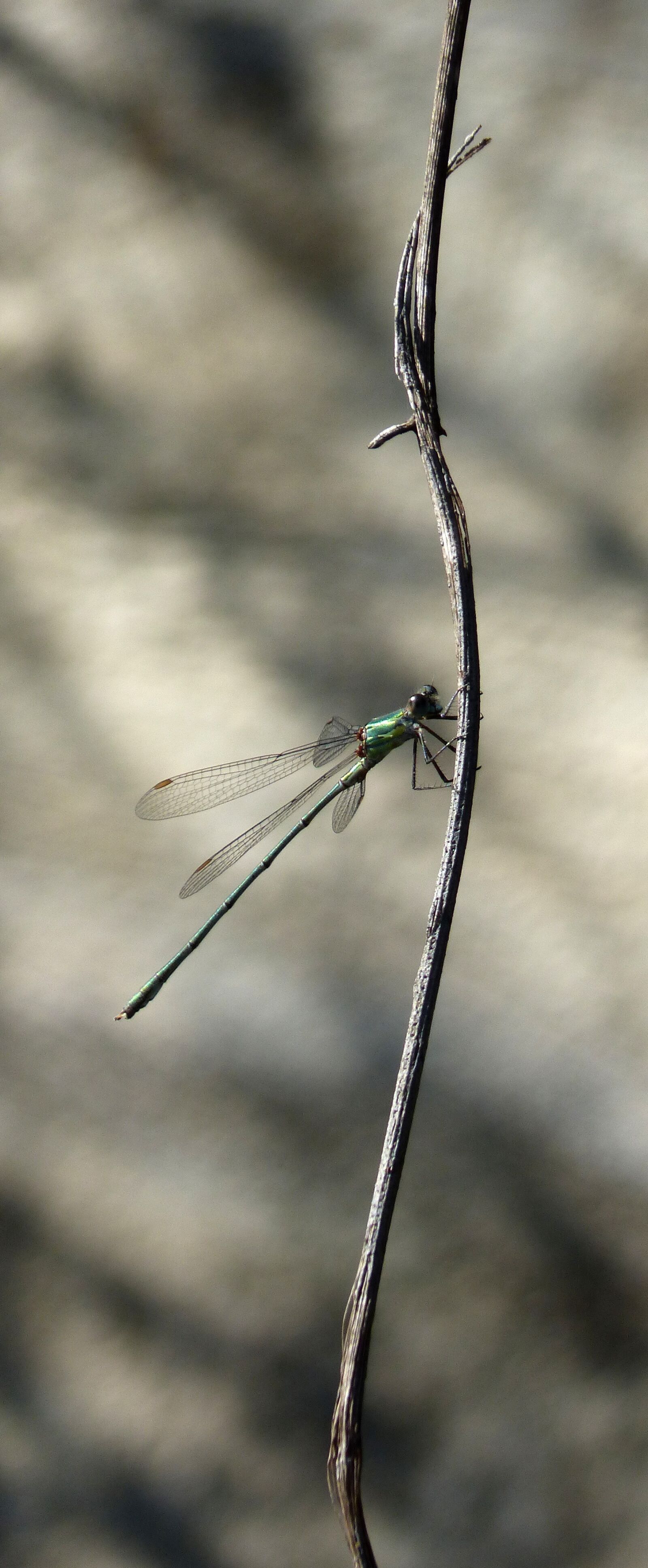 Panasonic DMC-FZ62 sample photo. Dragonfly, green dragonfly, damselfly photography