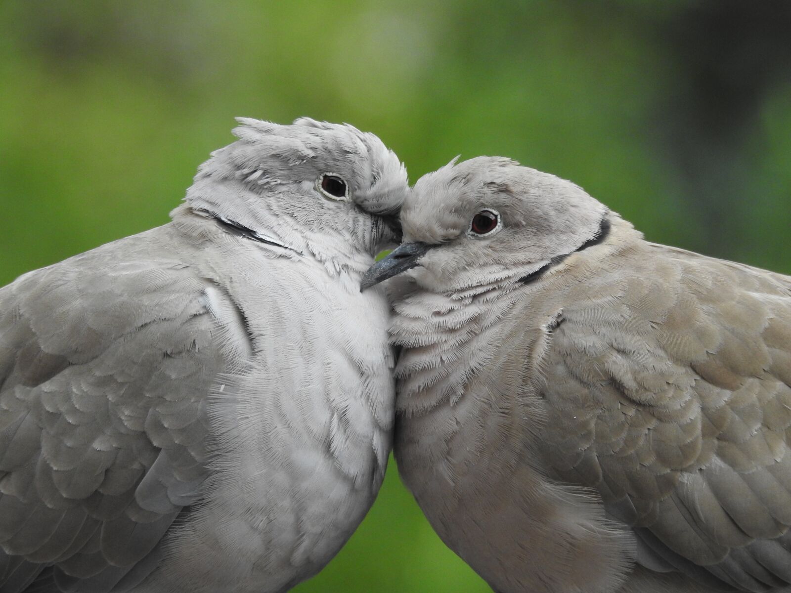 Nikon Coolpix P900 sample photo. Pigeons, para, sweethearts photography